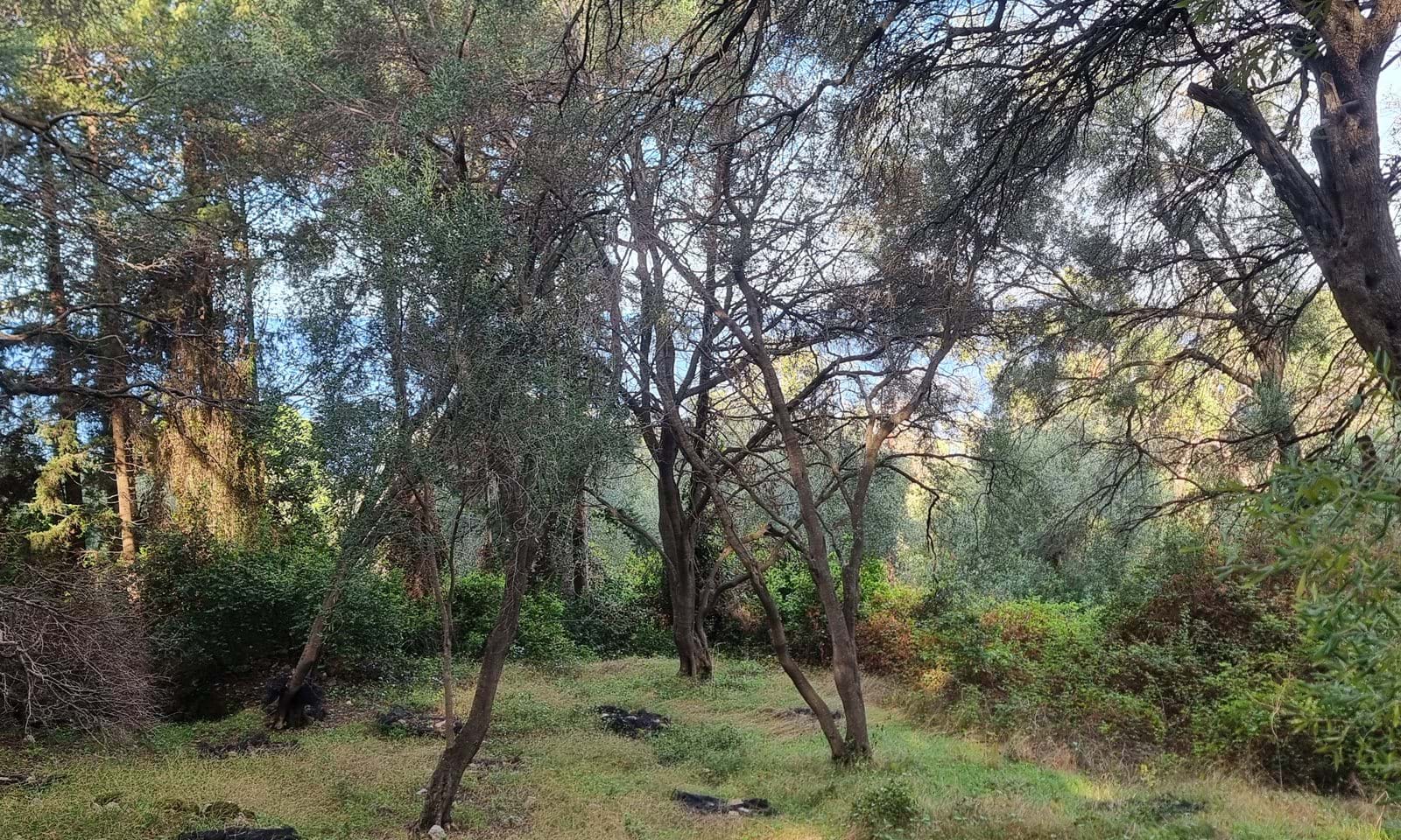 Listing photograph 5 of 5 of the land in Paramonas, published by Corfu Home Finders.