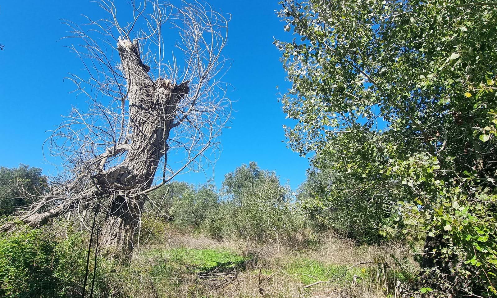 Listing photograph 3 of 4 of the land in Mesongi, published by Corfu Home Finders.