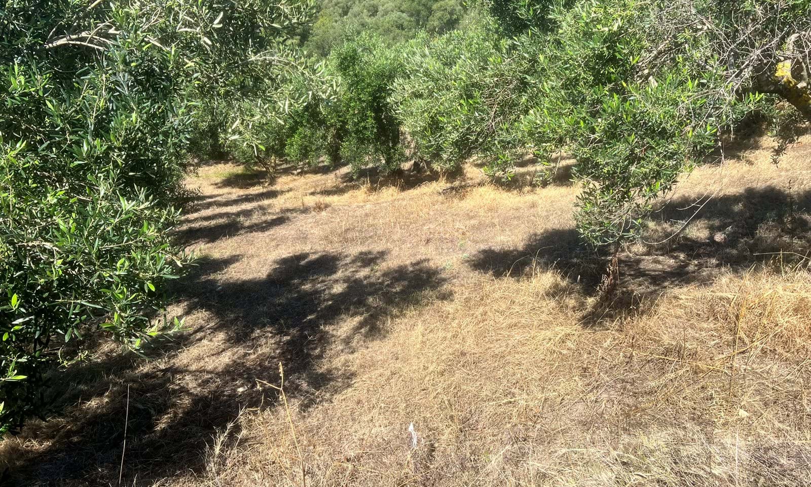 Listing photograph 3 of 4 of the land in Afionas, published by Corfu Home Finders.