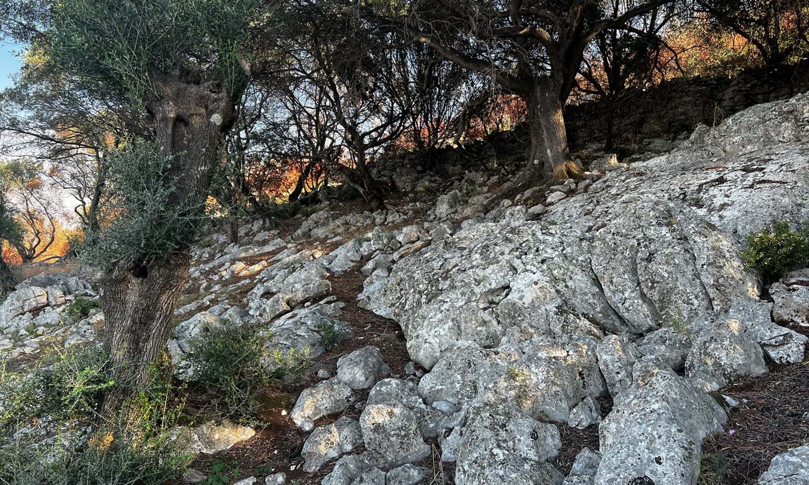Listing photograph 3 of 5 of the land in Perithia, published by Corfu Home Finders.