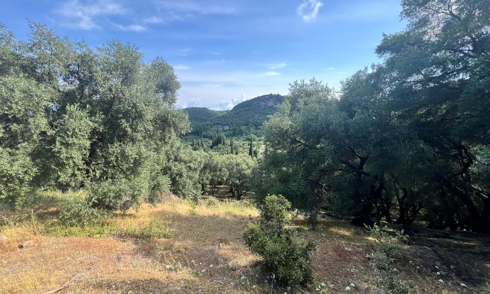 Listing photograph 6 of 6 of the land in Agios Pantaleimonas, published by Corfu Home Finders.