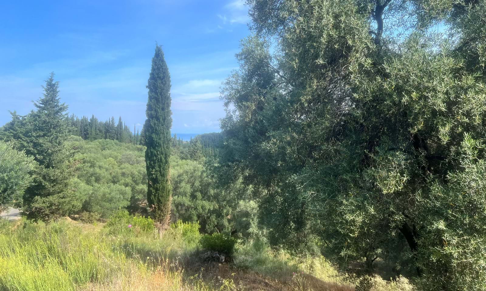 Listing photograph 3 of 6 of the land in Agios Pantaleimonas, published by Corfu Home Finders.