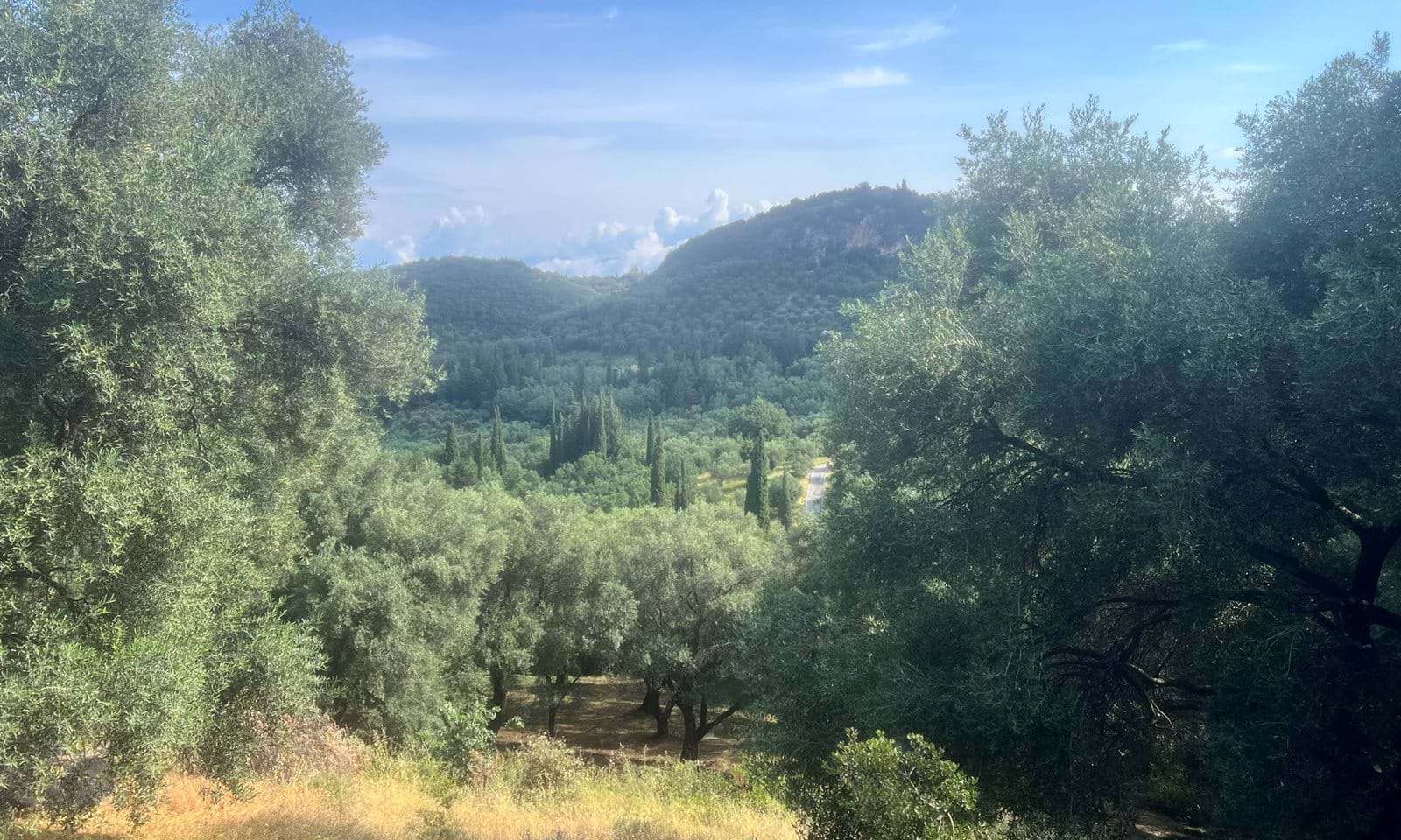 Listing photograph 5 of 6 of the land in Agios Pantaleimonas, published by Corfu Home Finders.