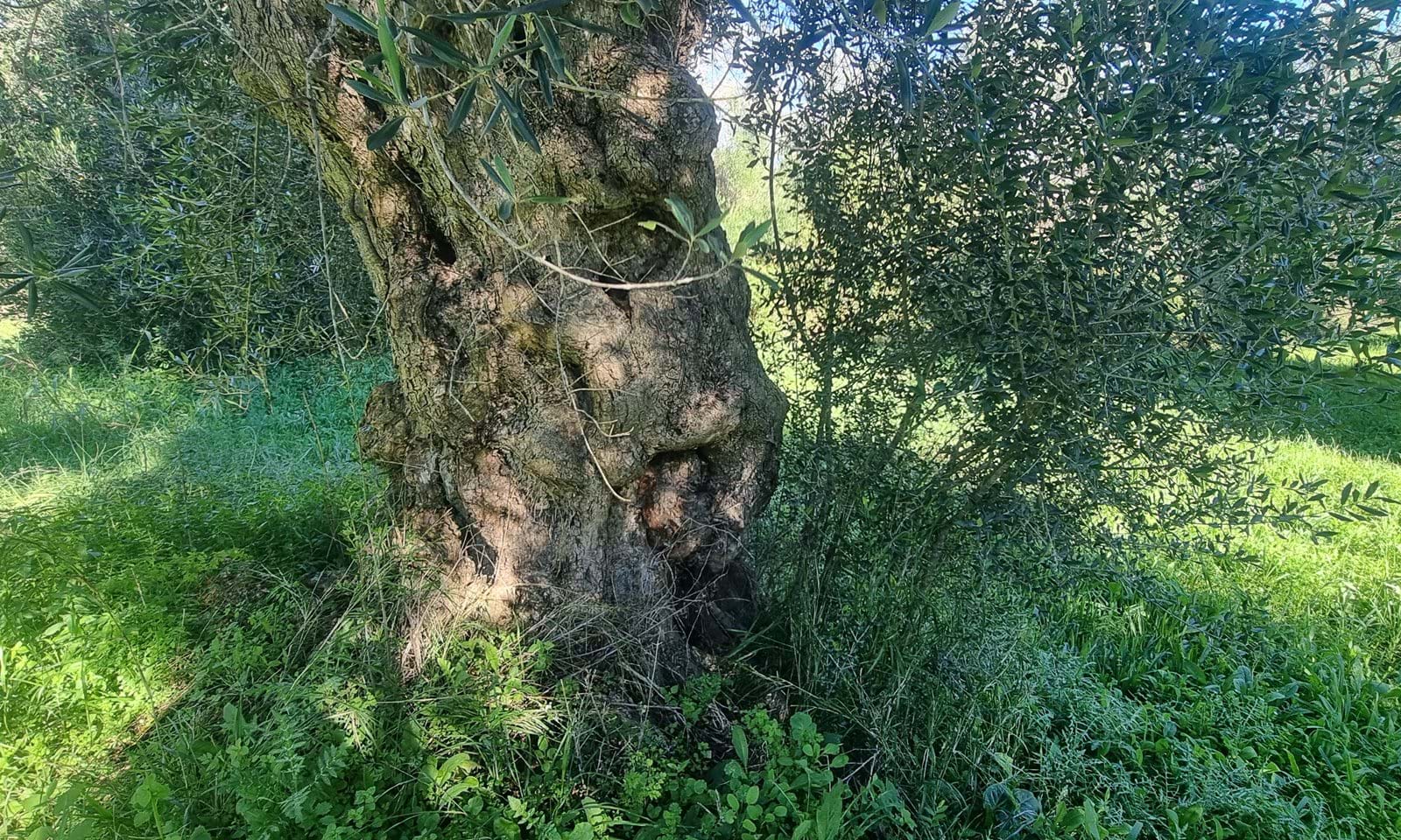 Listing photograph 6 of 9 of the land in Chalikounas, published by Corfu Home Finders.
