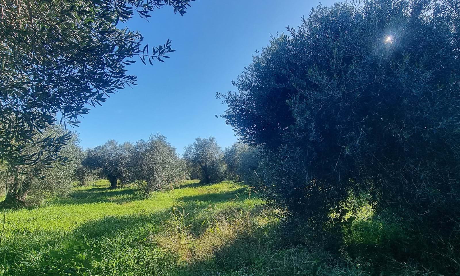 Listing photograph 7 of 9 of the land in Chalikounas, published by Corfu Home Finders.