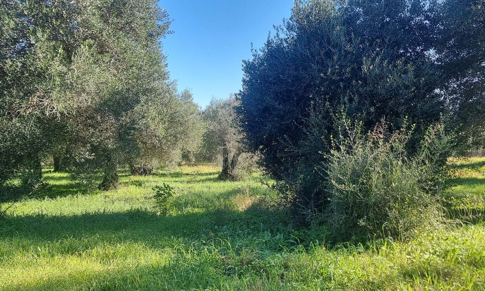 Listing photograph 3 of 9 of the land in Chalikounas, published by Corfu Home Finders.