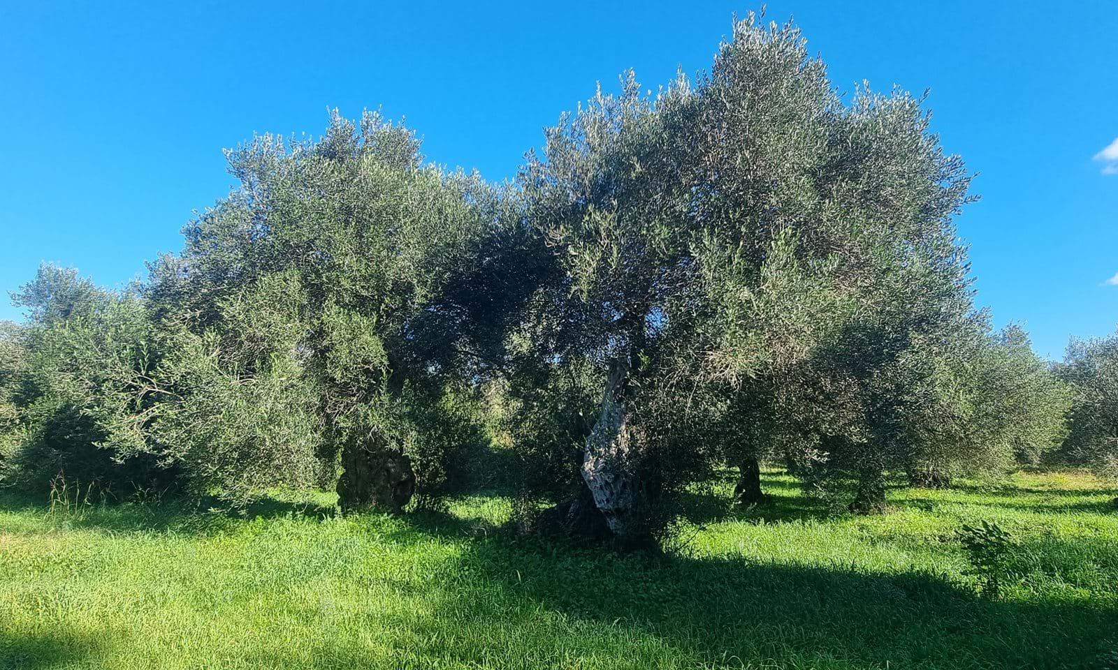 Listing photograph 4 of 9 of the land in Chalikounas, published by Corfu Home Finders.