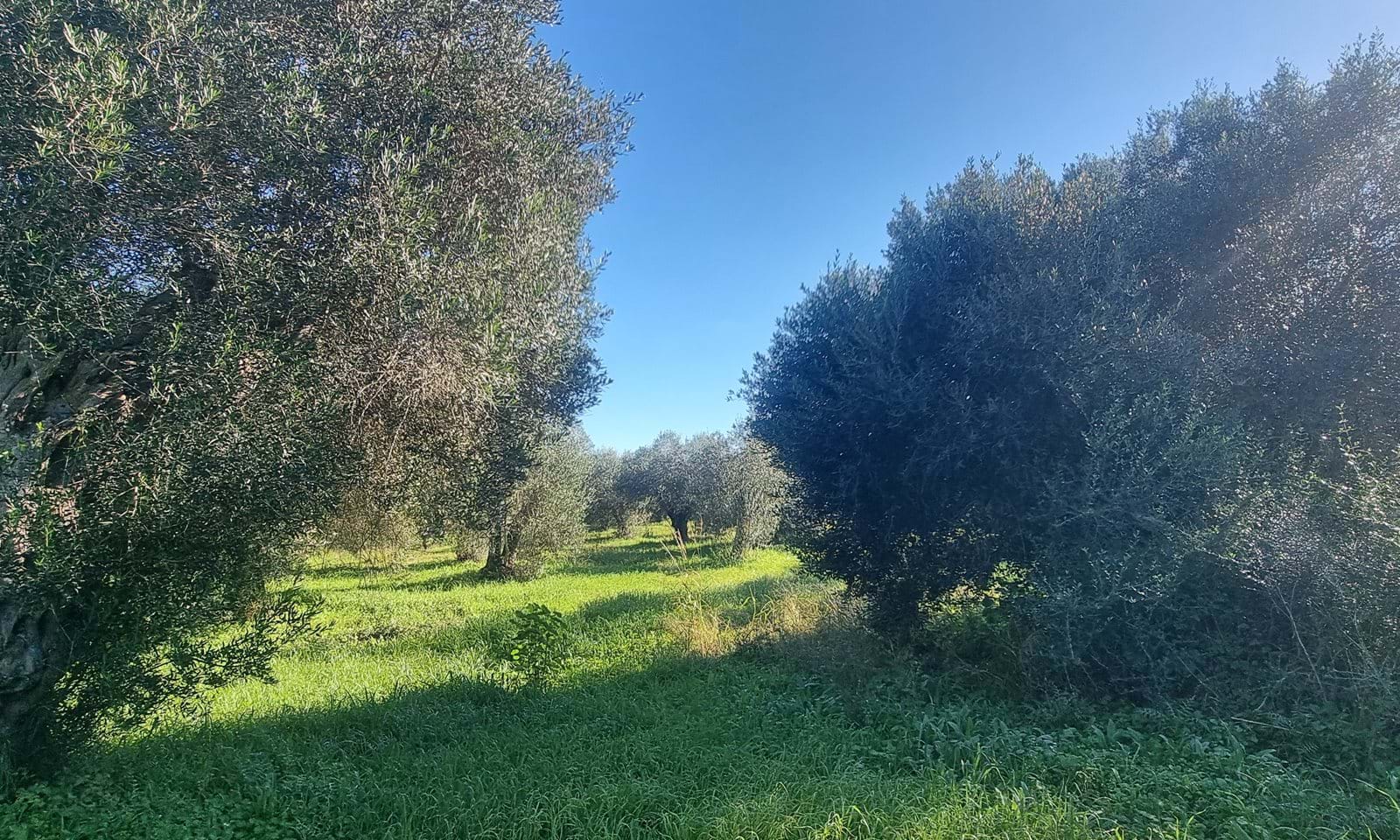 Listing photograph 5 of 9 of the land in Chalikounas, published by Corfu Home Finders.
