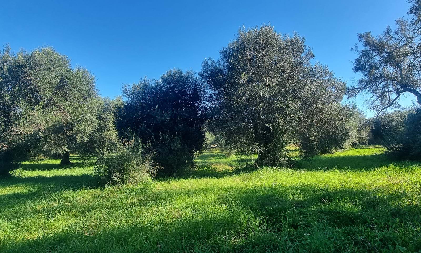 Listing photograph 9 of 9 of the land in Chalikounas, published by Corfu Home Finders.