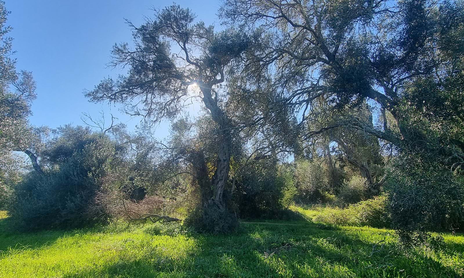 Listing photograph 8 of 9 of the land in Chalikounas, published by Corfu Home Finders.