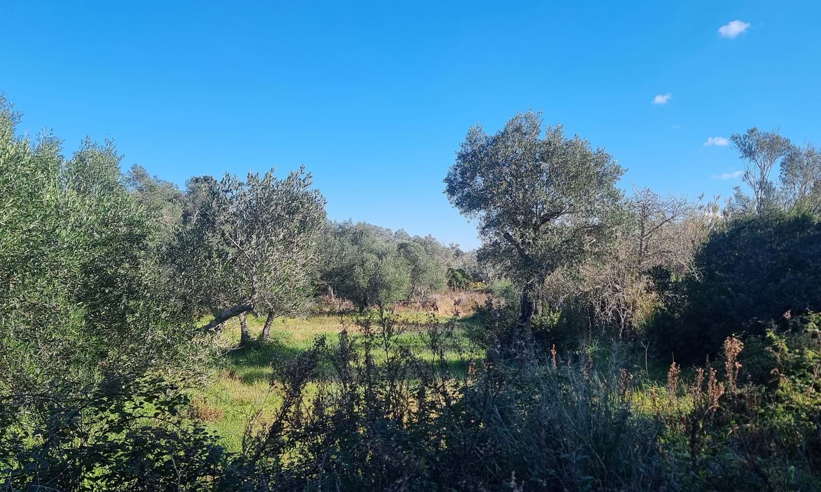 Listing photograph 2 of 9 of the land in Chalikounas, published by Corfu Home Finders.