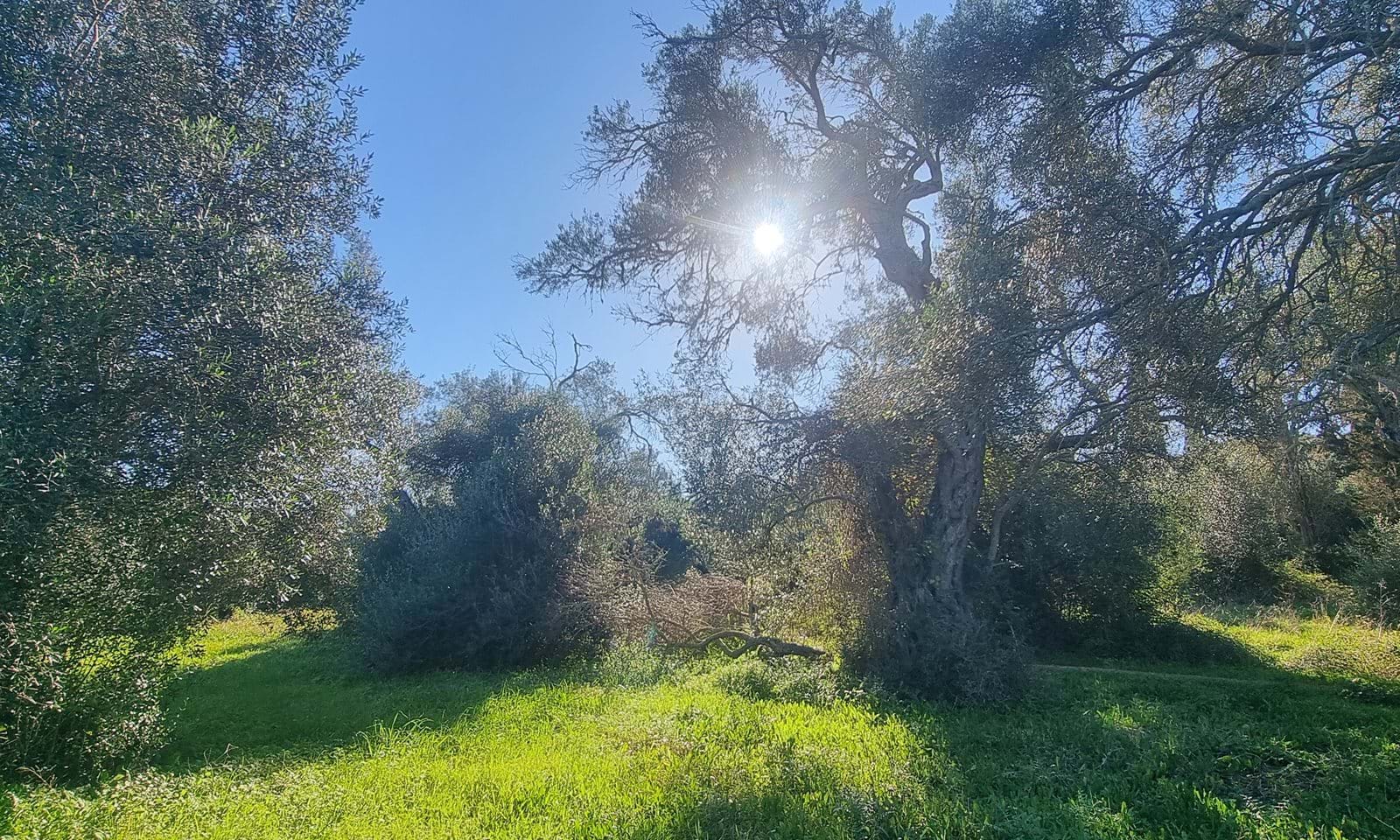 Listing photograph 1 of 9 of the land in Chalikounas, published by Corfu Home Finders.