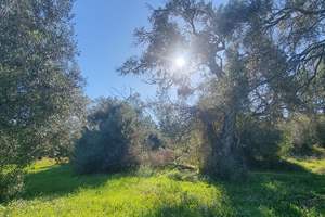 GARDIKI PASTURE, Gardiki, Corfu