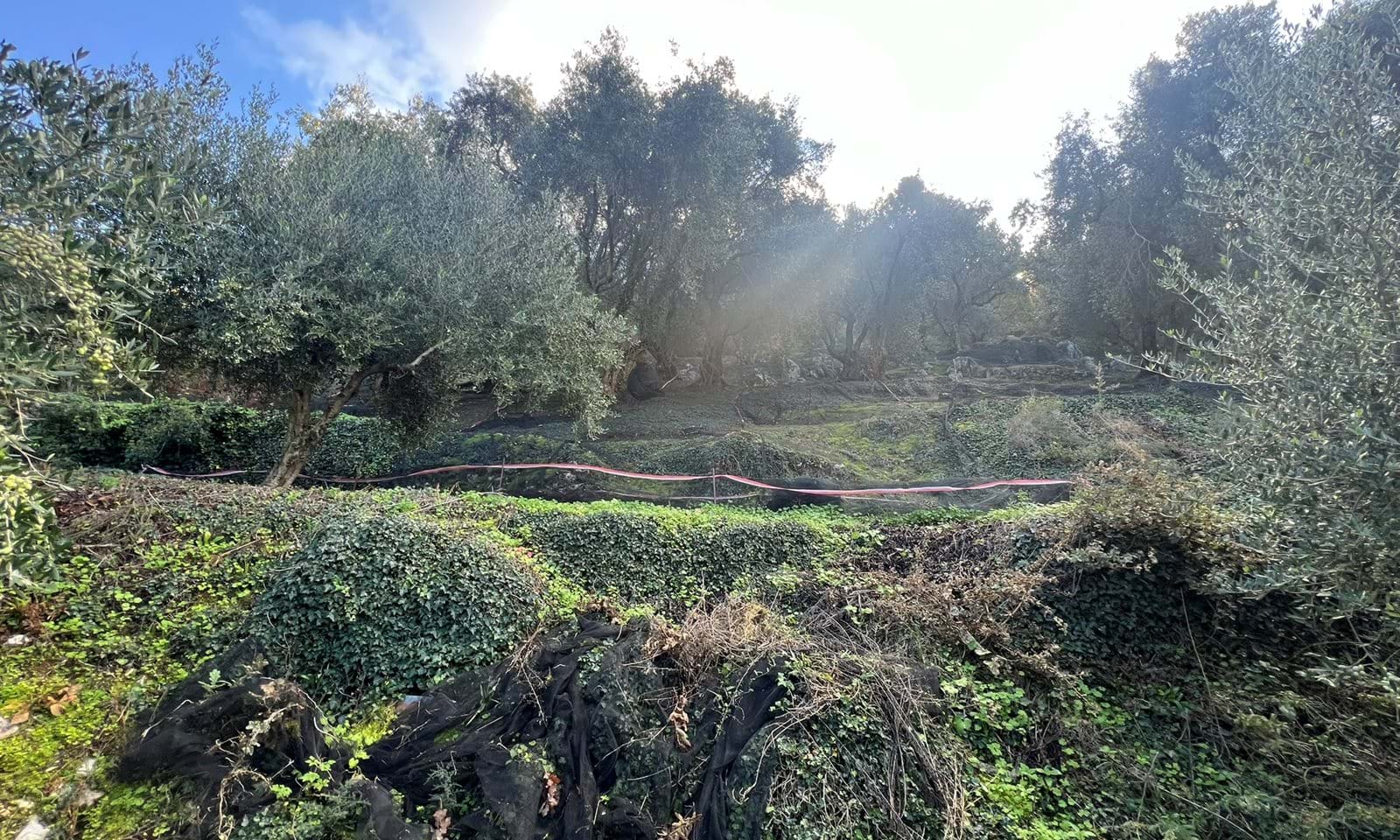 Listing photograph 3 of 4 of the land in Lafki, published by Corfu Home Finders.