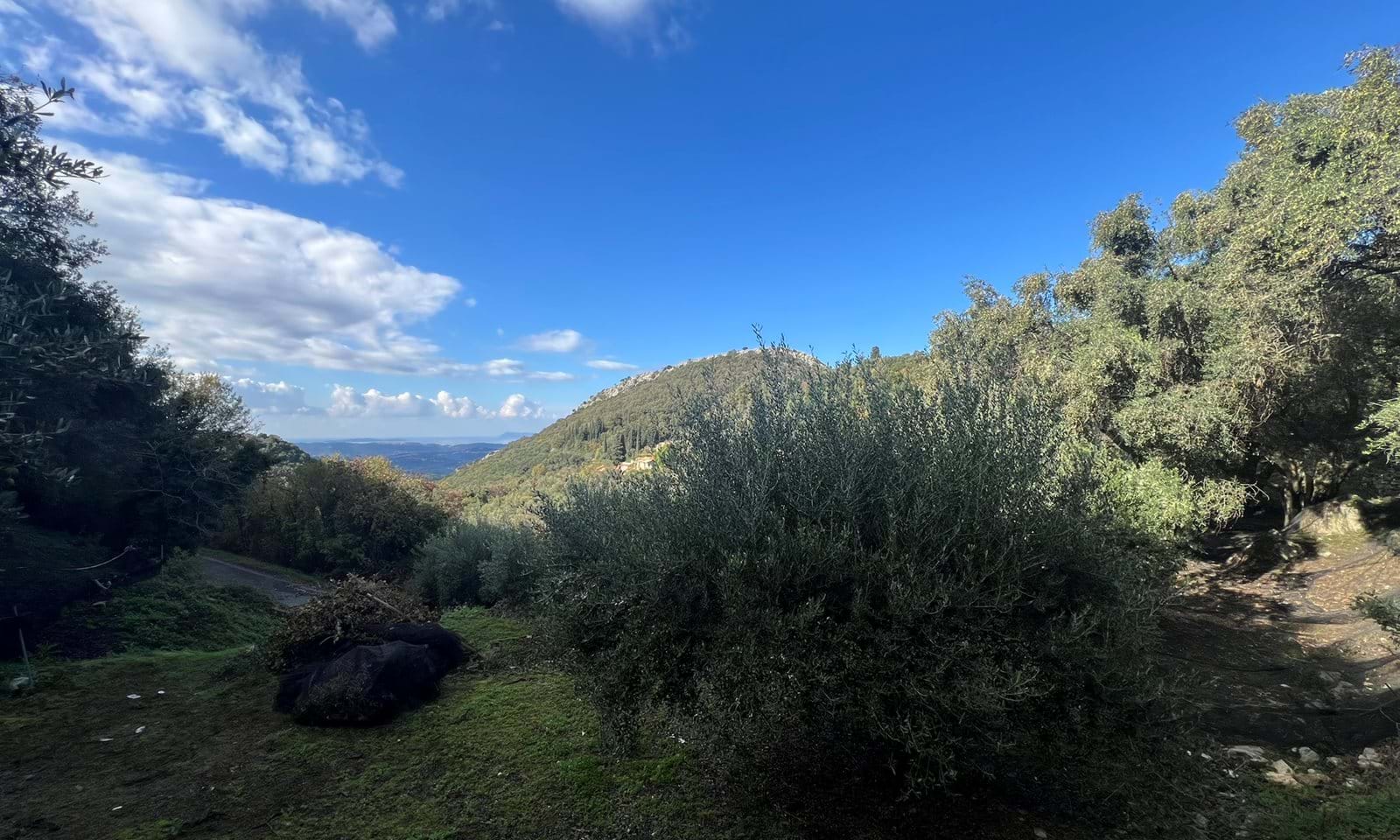Listing photograph 4 of 4 of the land in Lafki, published by Corfu Home Finders.