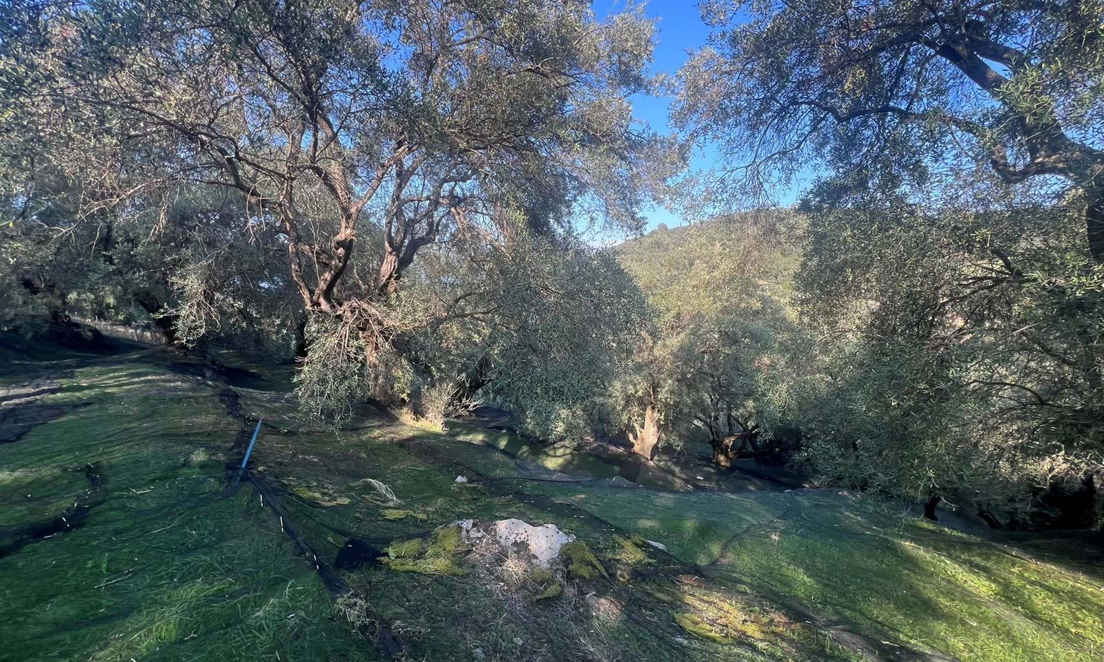 Listing photograph 6 of 7 of the land in Agios Martinos, published by Corfu Home Finders.
