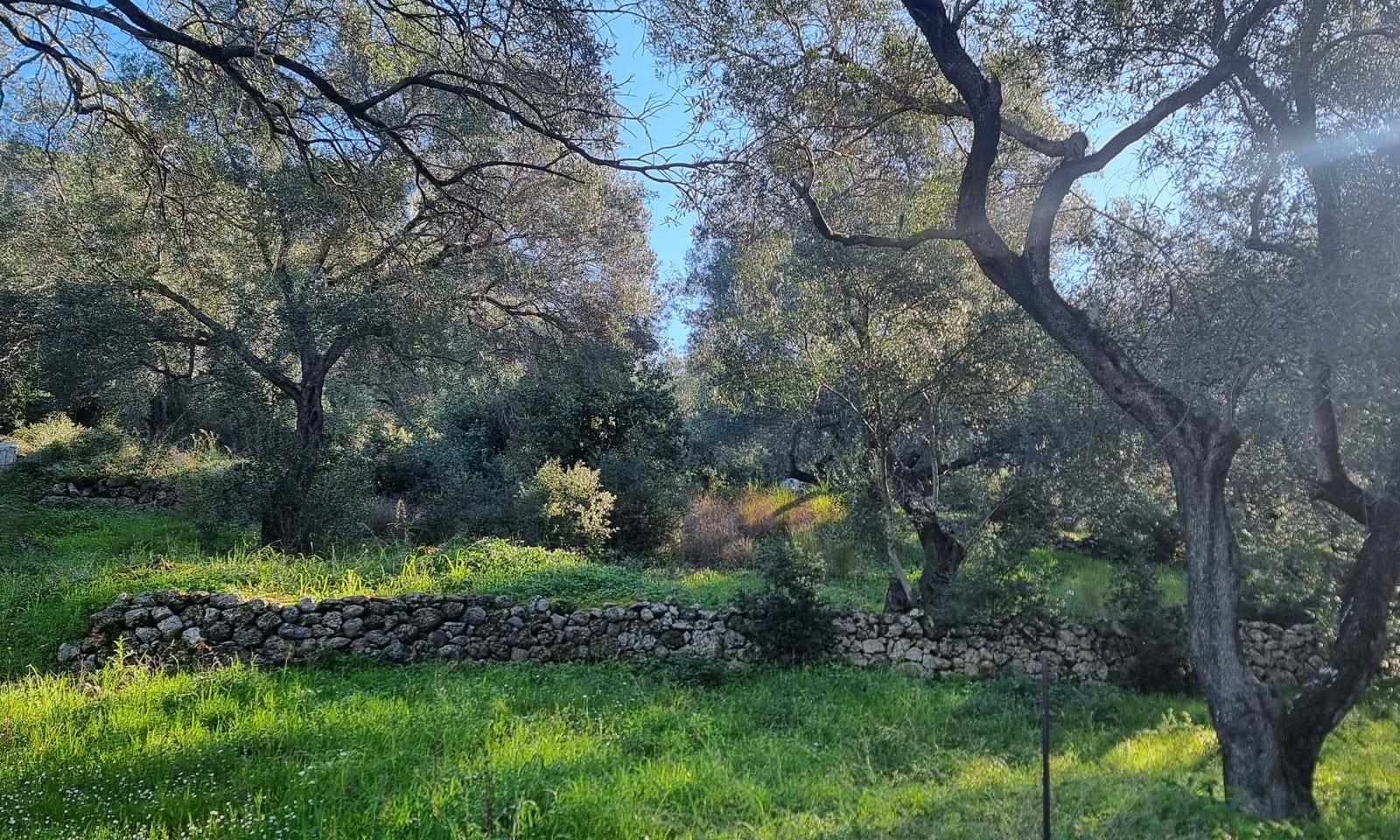 Listing photograph 7 of 7 of the land in Agios Mattheos, published by Corfu Home Finders.