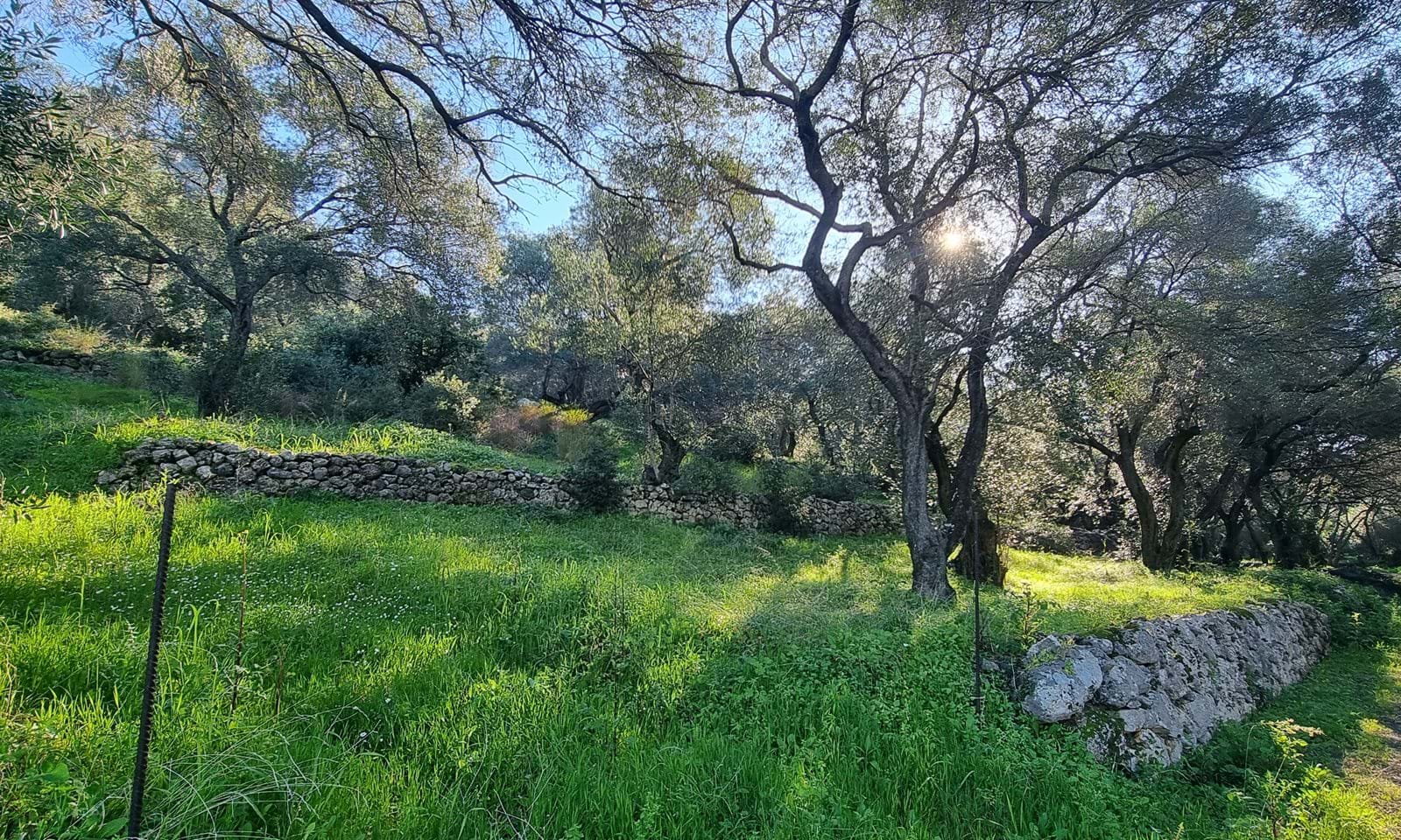 Listing photograph 6 of 7 of the land in Agios Mattheos, published by Corfu Home Finders.