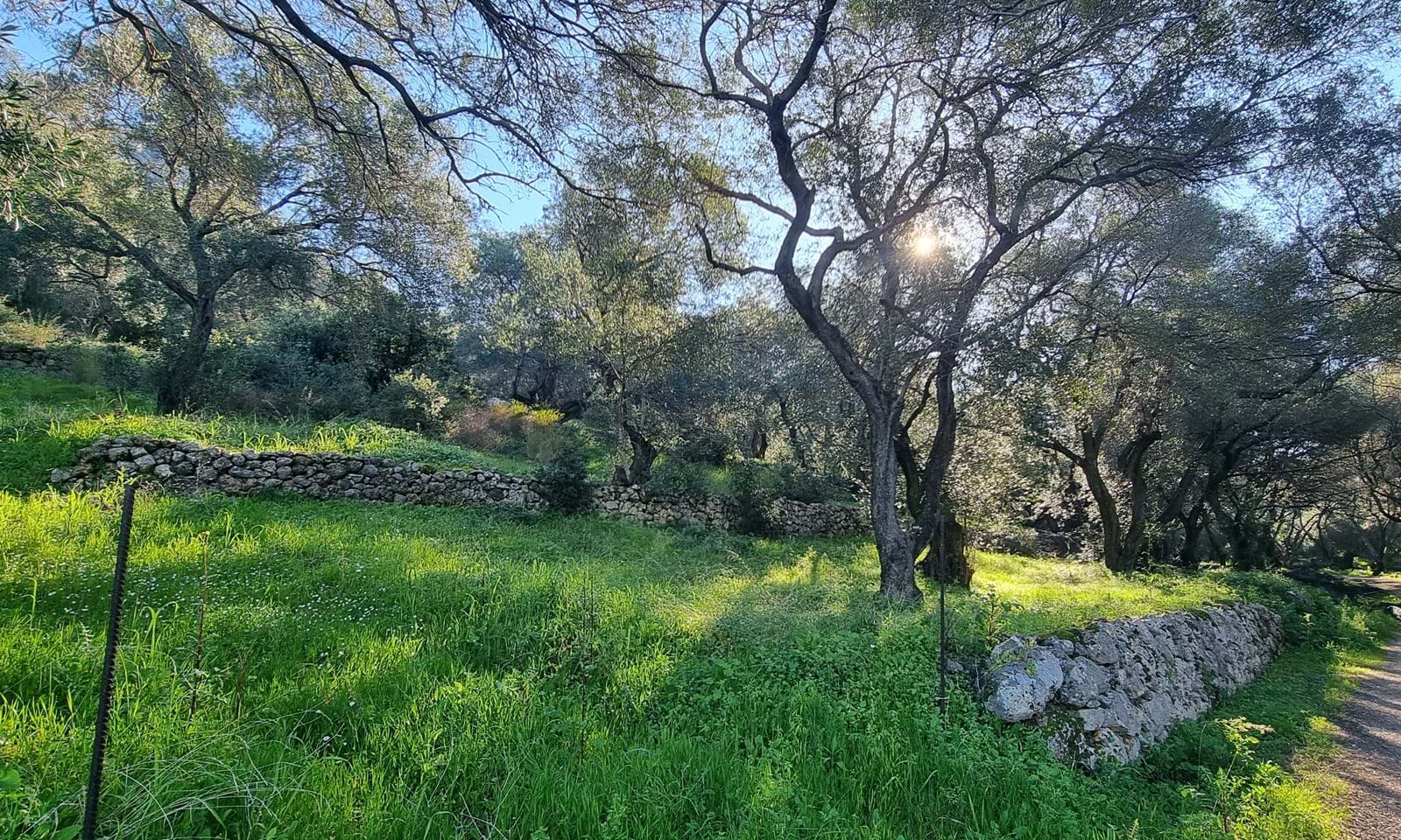 Listing photograph 5 of 7 of the land in Agios Mattheos, published by Corfu Home Finders.