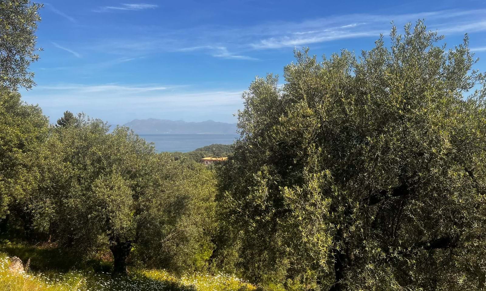 Listing photograph 6 of 6 of the land in Agios Martinos, published by Corfu Home Finders.