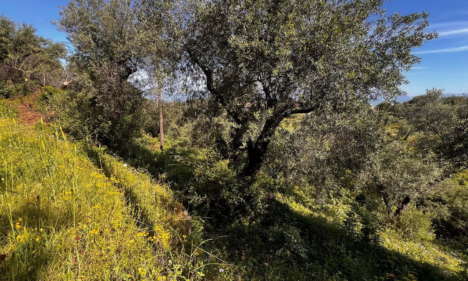 Listing photograph 2 of 6 of the land in Agios Martinos, published by Corfu Home Finders.