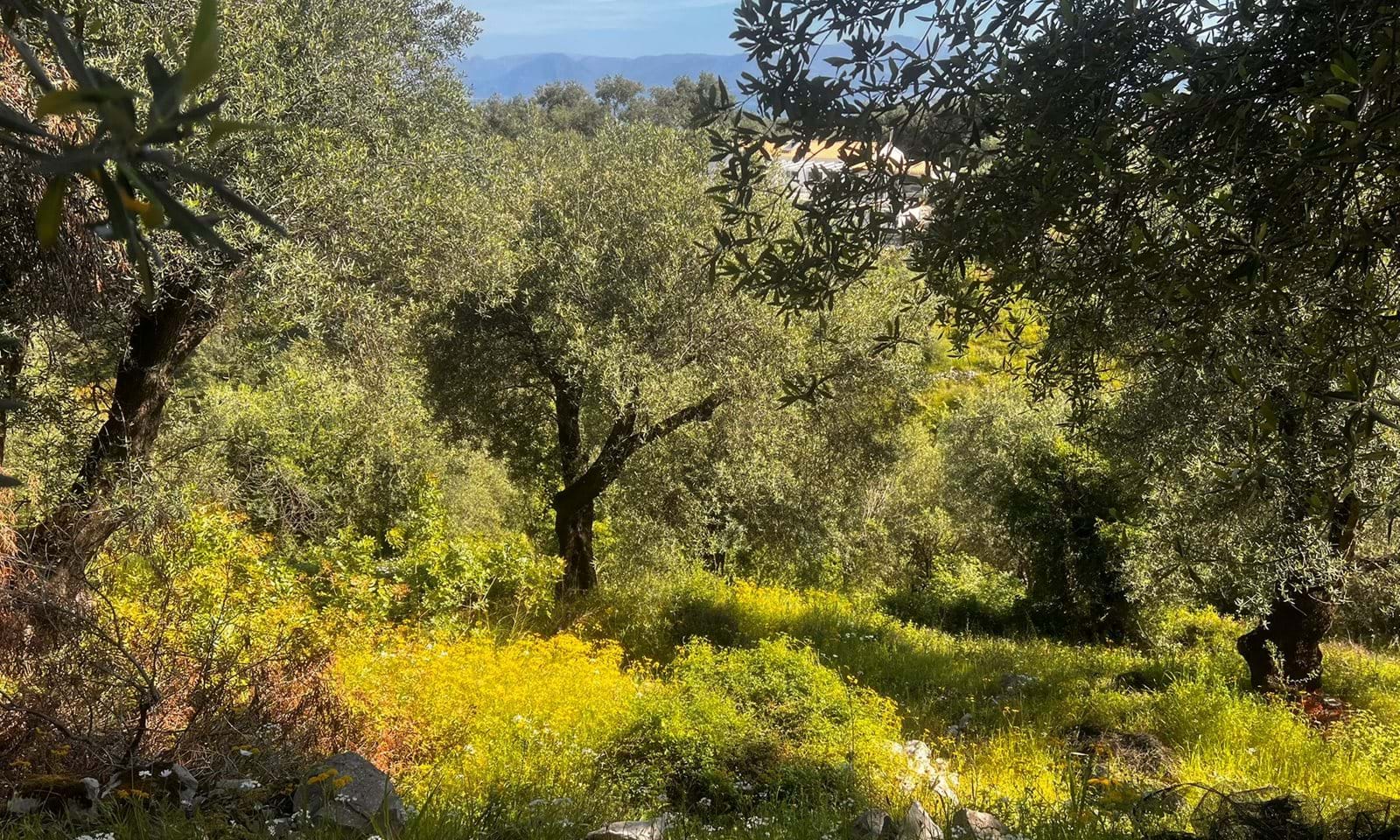 Listing photograph 3 of 6 of the land in Agios Martinos, published by Corfu Home Finders.