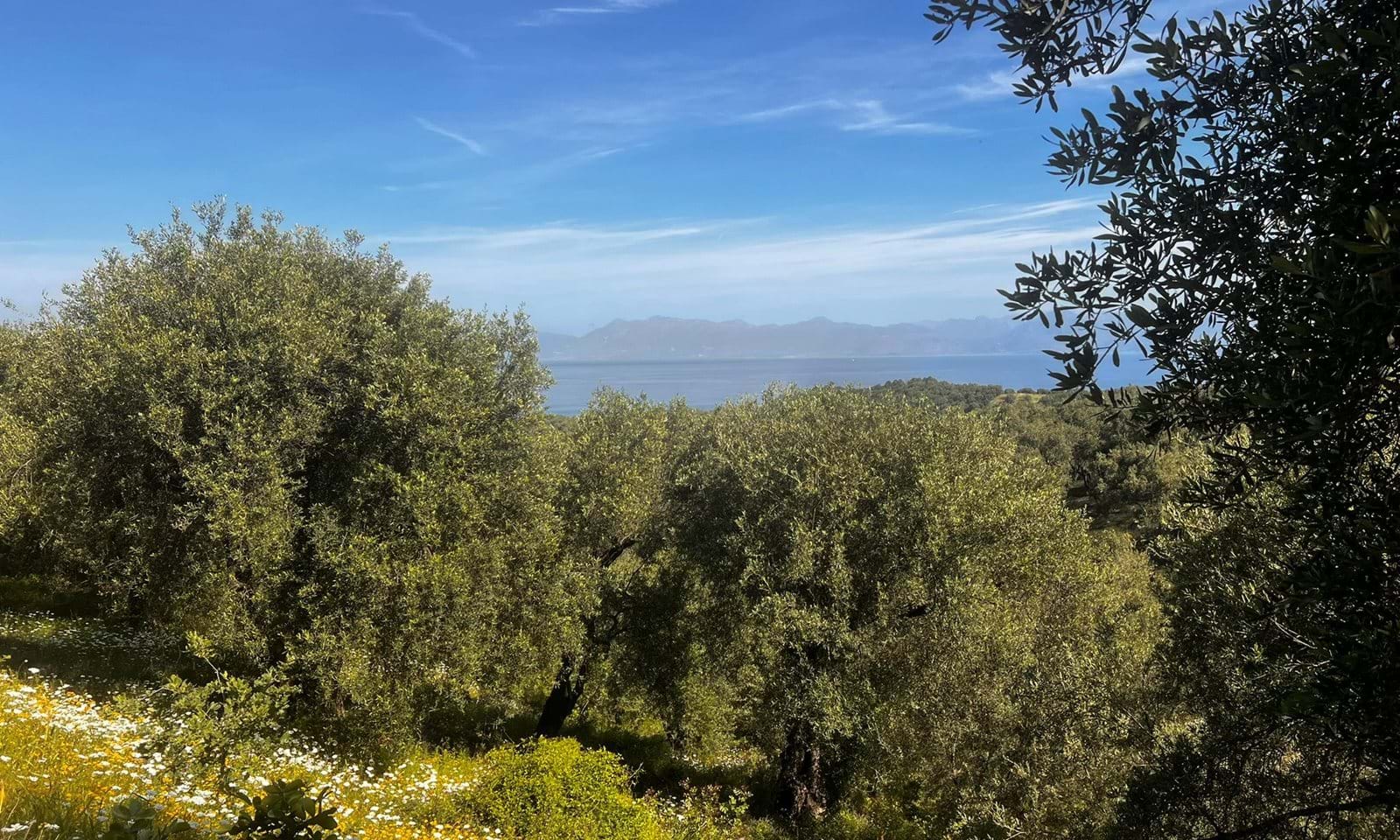 Listing photograph 1 of 6 of the land in Agios Martinos, published by Corfu Home Finders.