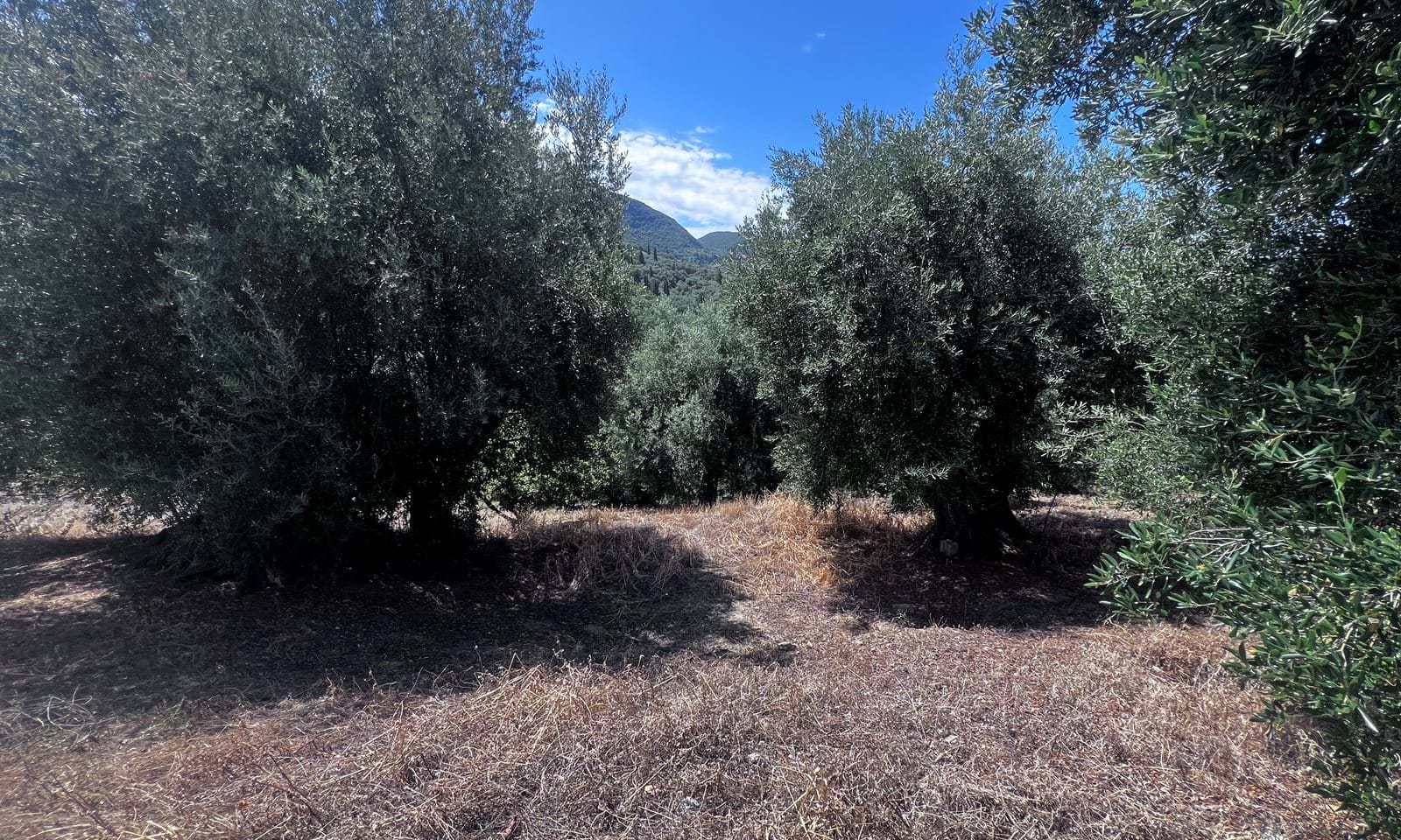 Listing photograph 3 of 4 of the land in Agios Pantaleimonas, published by Corfu Home Finders.