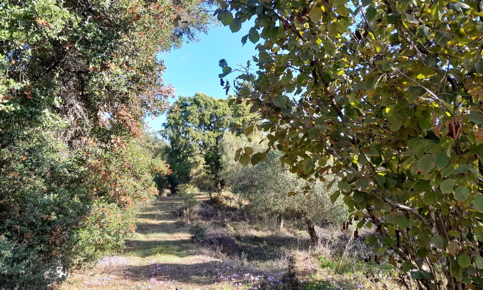 Listing photograph 1 of 2 of the land in Gastouri, published by Corfu Home Finders.