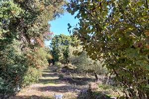 CYCLAMEN, Gastouri, Corfu