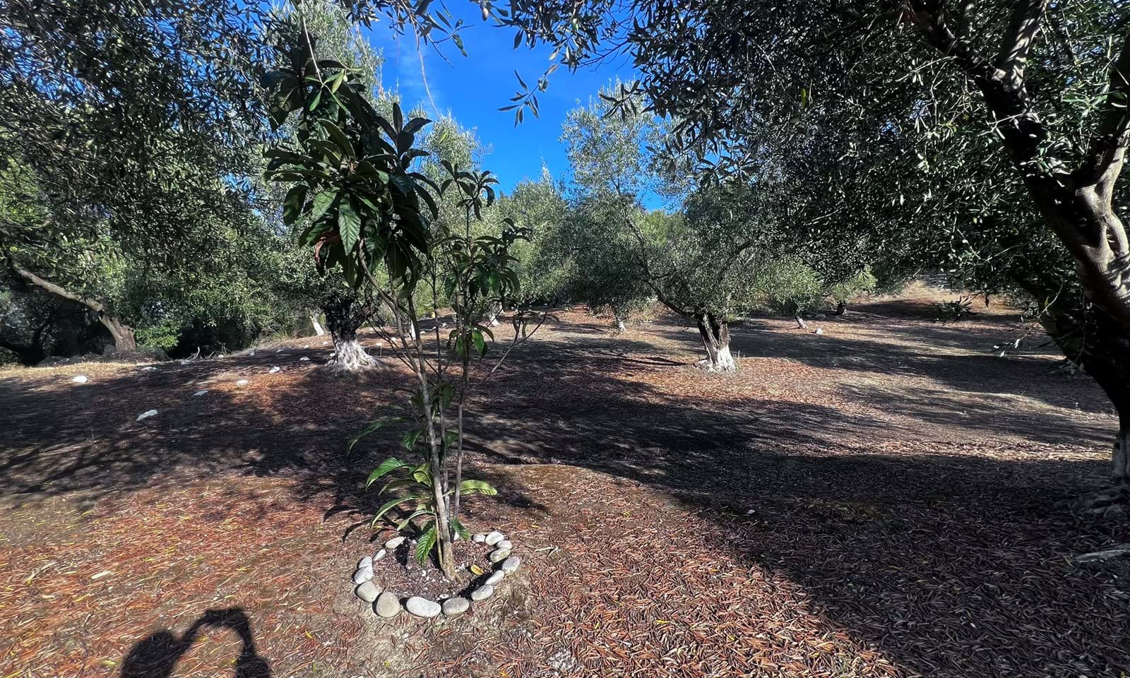 Listing photograph 11 of 20 of the house in Dafni, published by Corfu Home Finders.