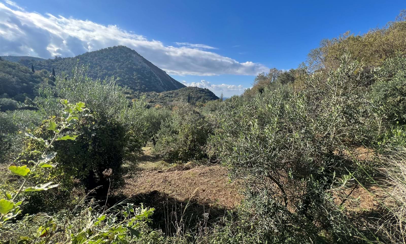 Listing photograph 6 of 6 of the land in Lafki, published by Corfu Home Finders.