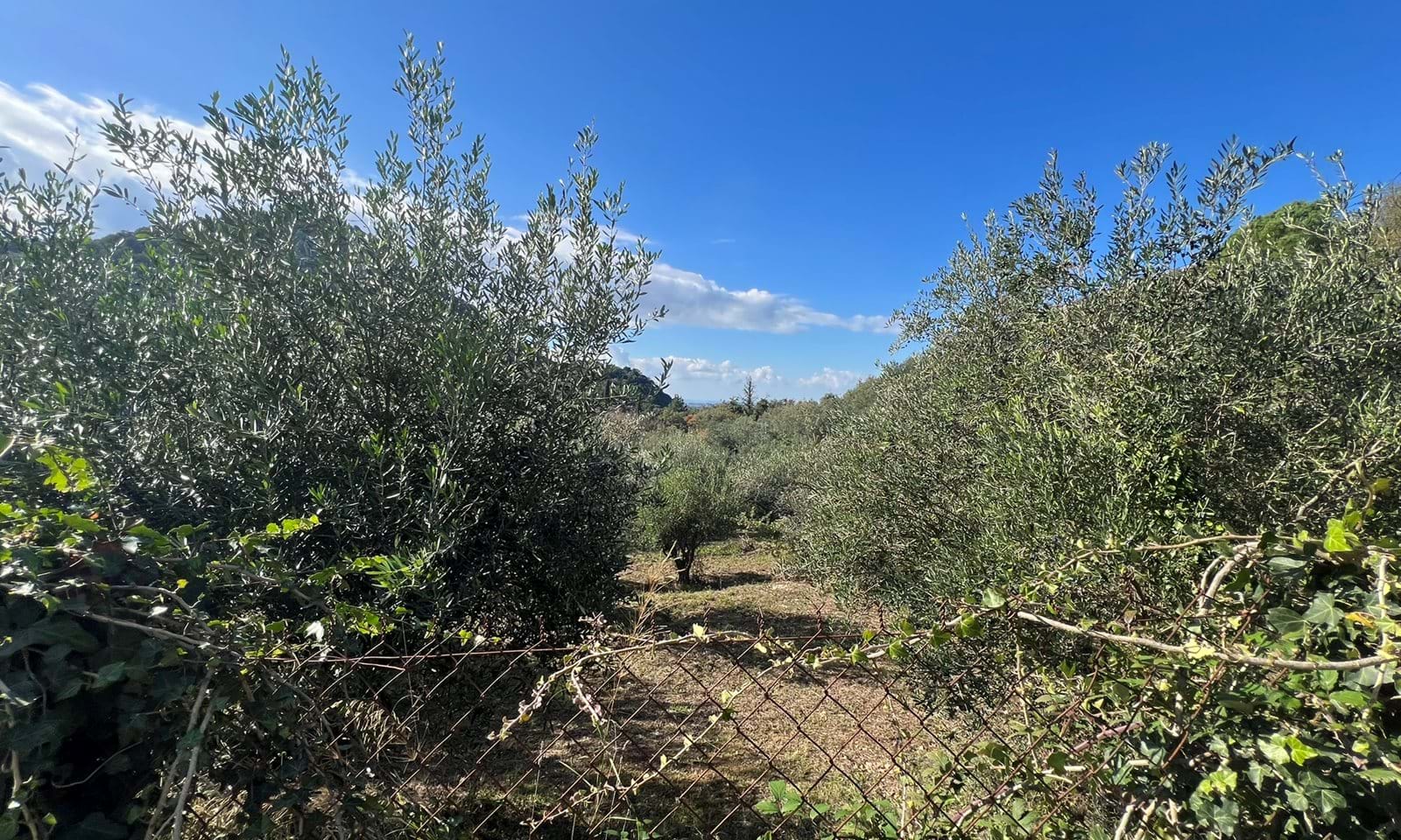 Listing photograph 5 of 6 of the land in Lafki, published by Corfu Home Finders.