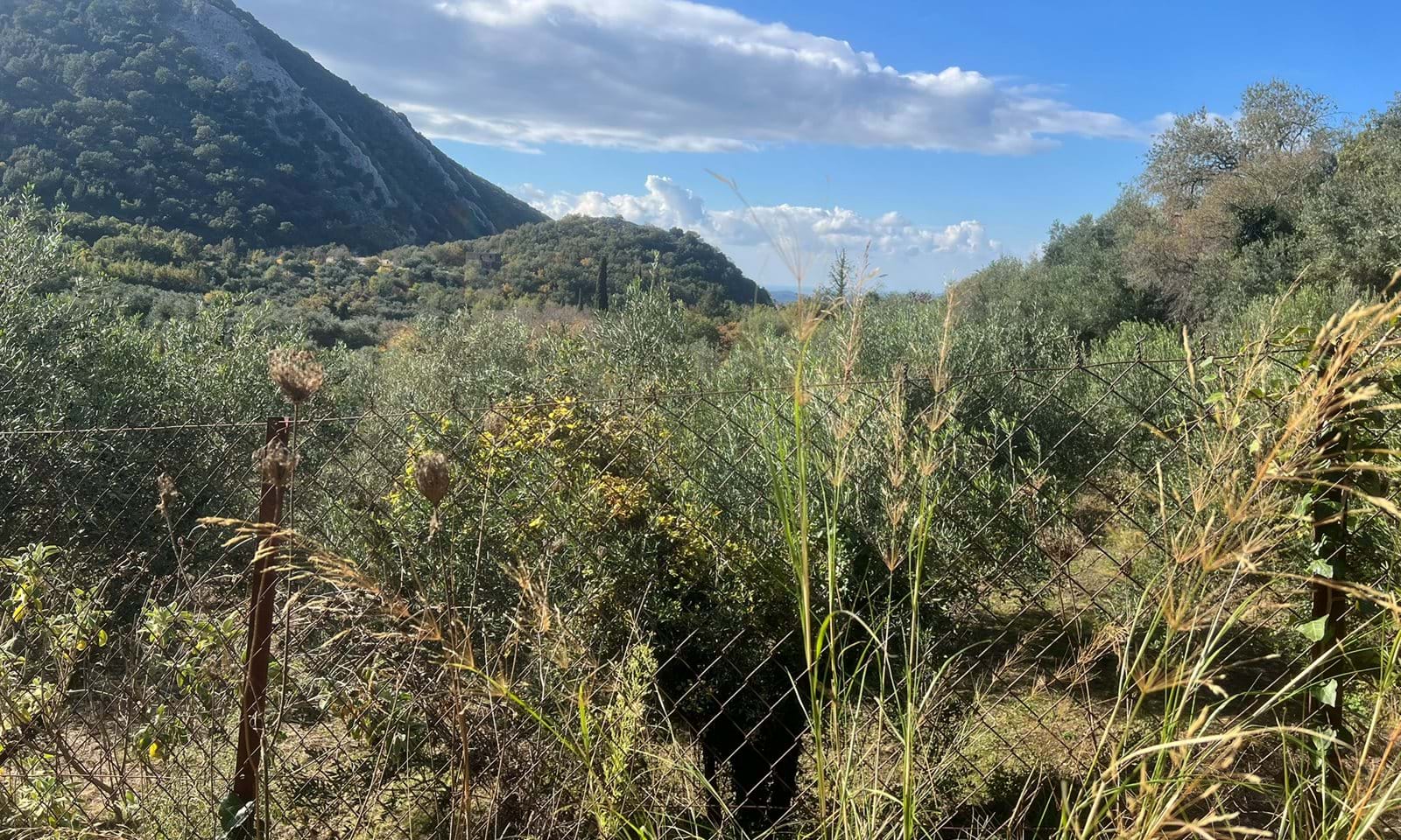 Listing photograph 4 of 6 of the land in Lafki, published by Corfu Home Finders.