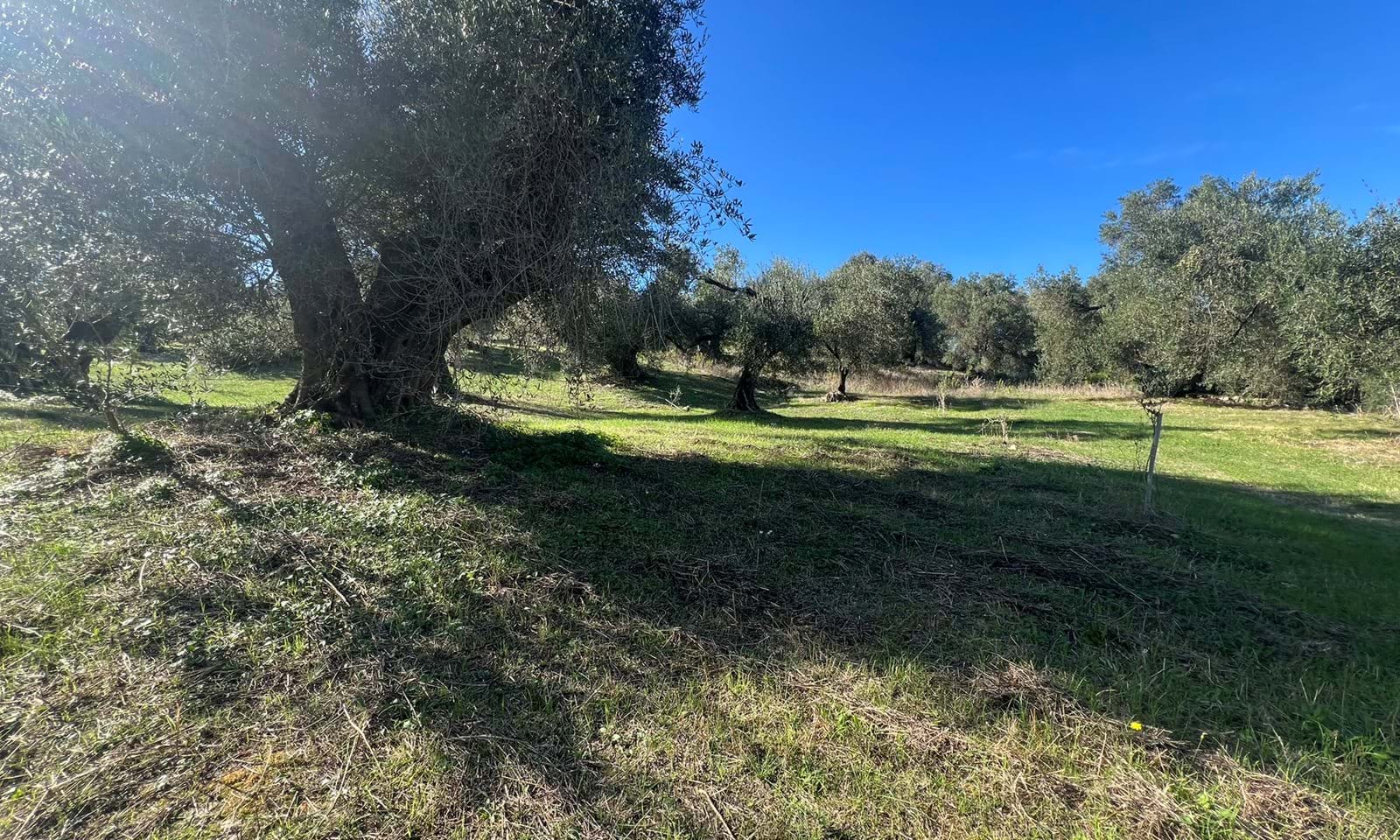 Listing photograph 4 of 5 of the land in Kavadades, published by Corfu Home Finders.