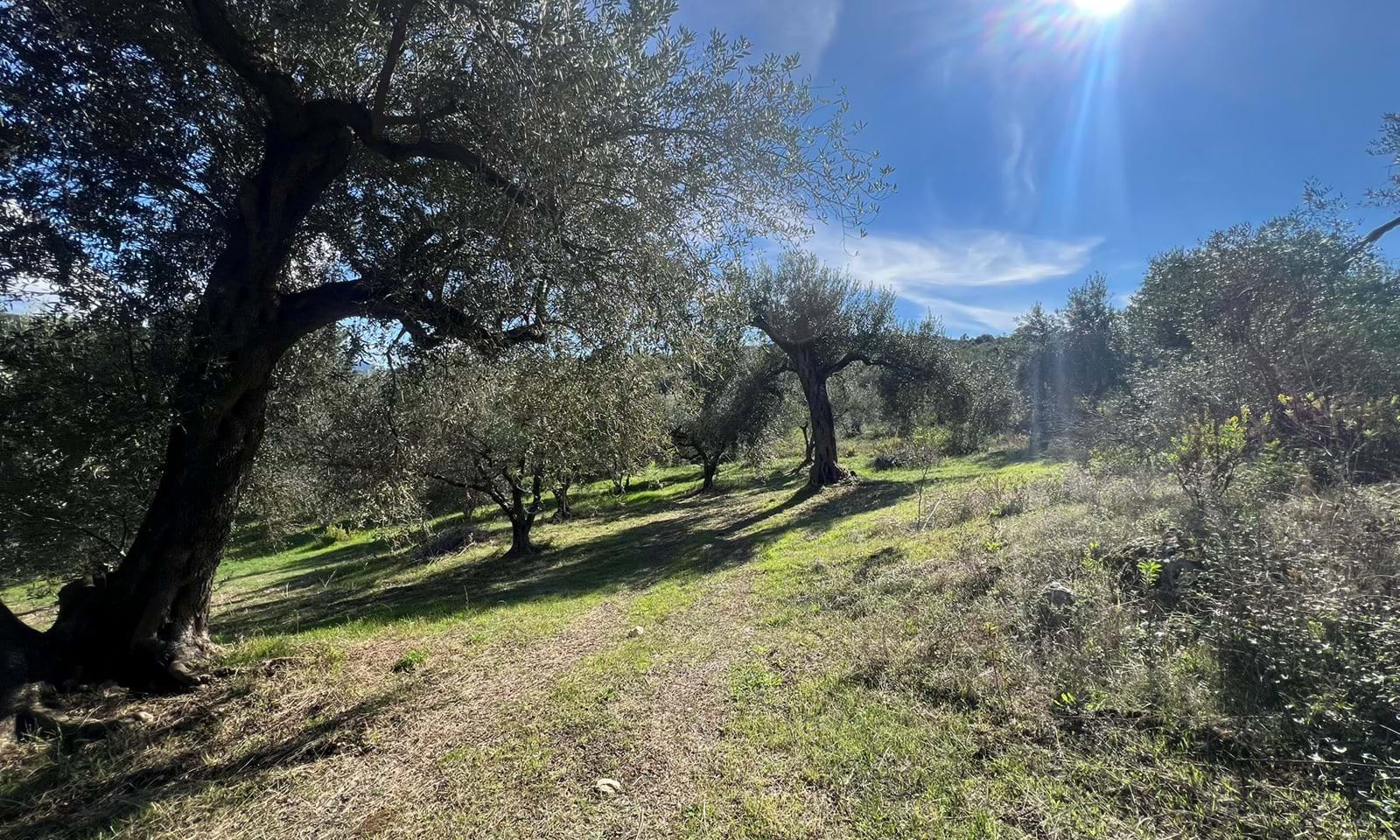 Listing photograph 2 of 5 of the land in Kavadades, published by Corfu Home Finders.