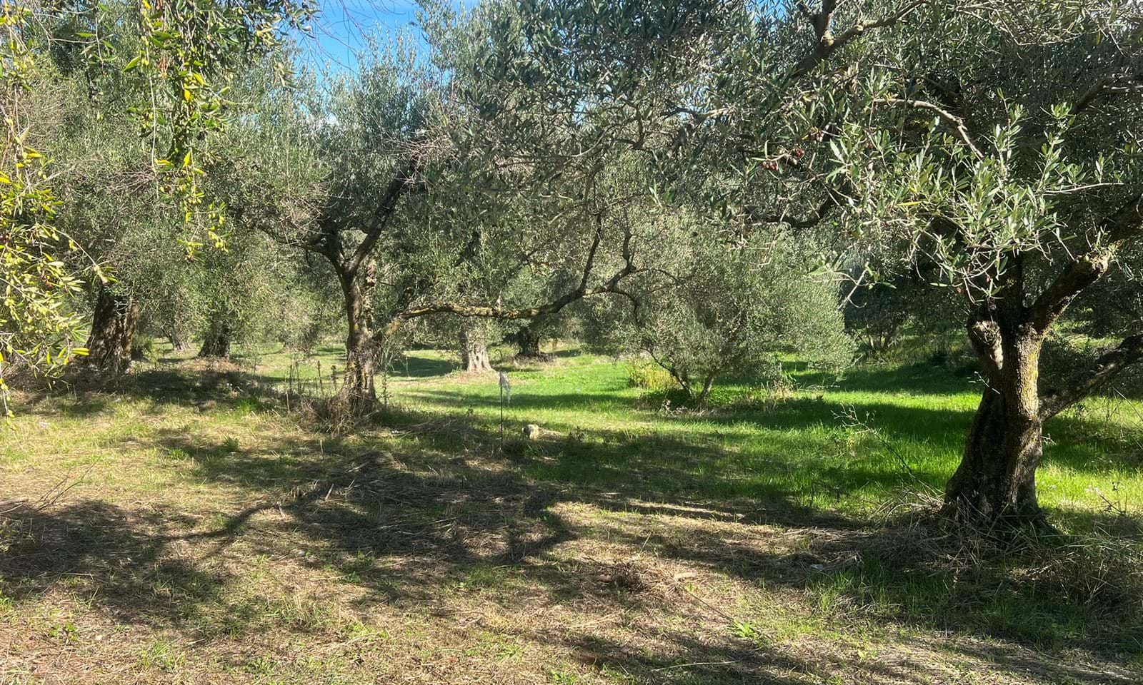 Listing photograph 5 of 5 of the land in Kavadades, published by Corfu Home Finders.