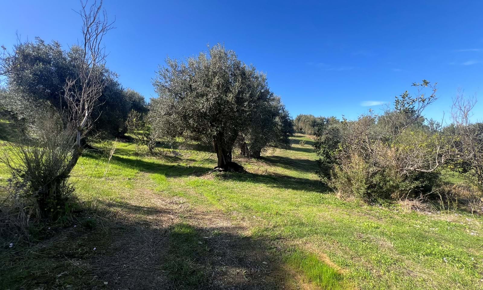Listing photograph 3 of 5 of the land in Kavadades, published by Corfu Home Finders.
