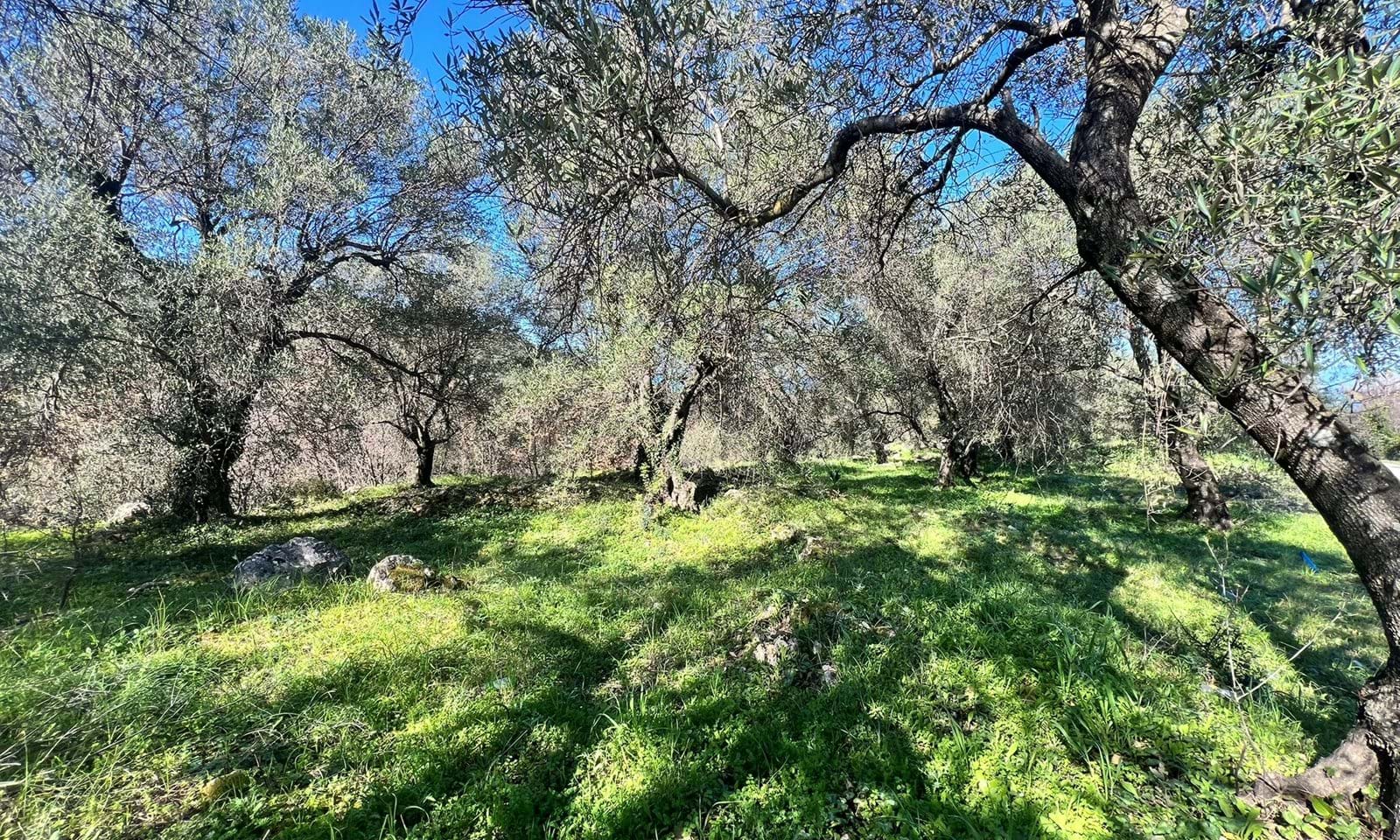 Listing photograph 4 of 4 of the land in Acharavi, published by Corfu Home Finders.