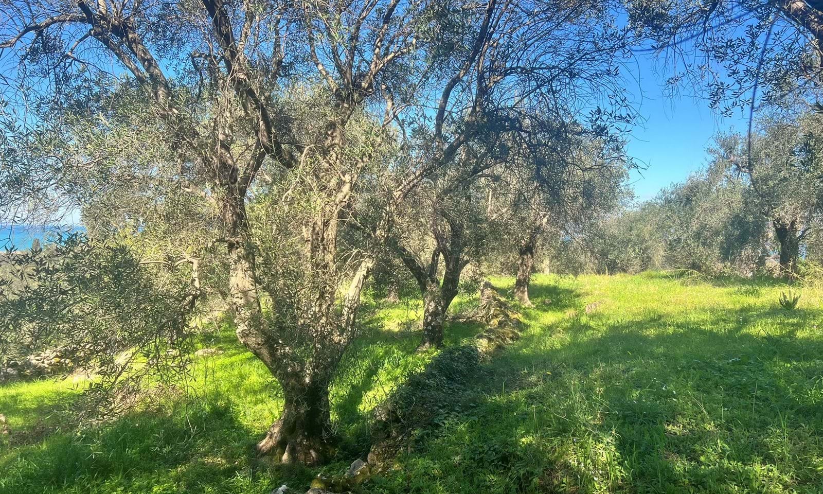 Listing photograph 2 of 4 of the land in Acharavi, published by Corfu Home Finders.