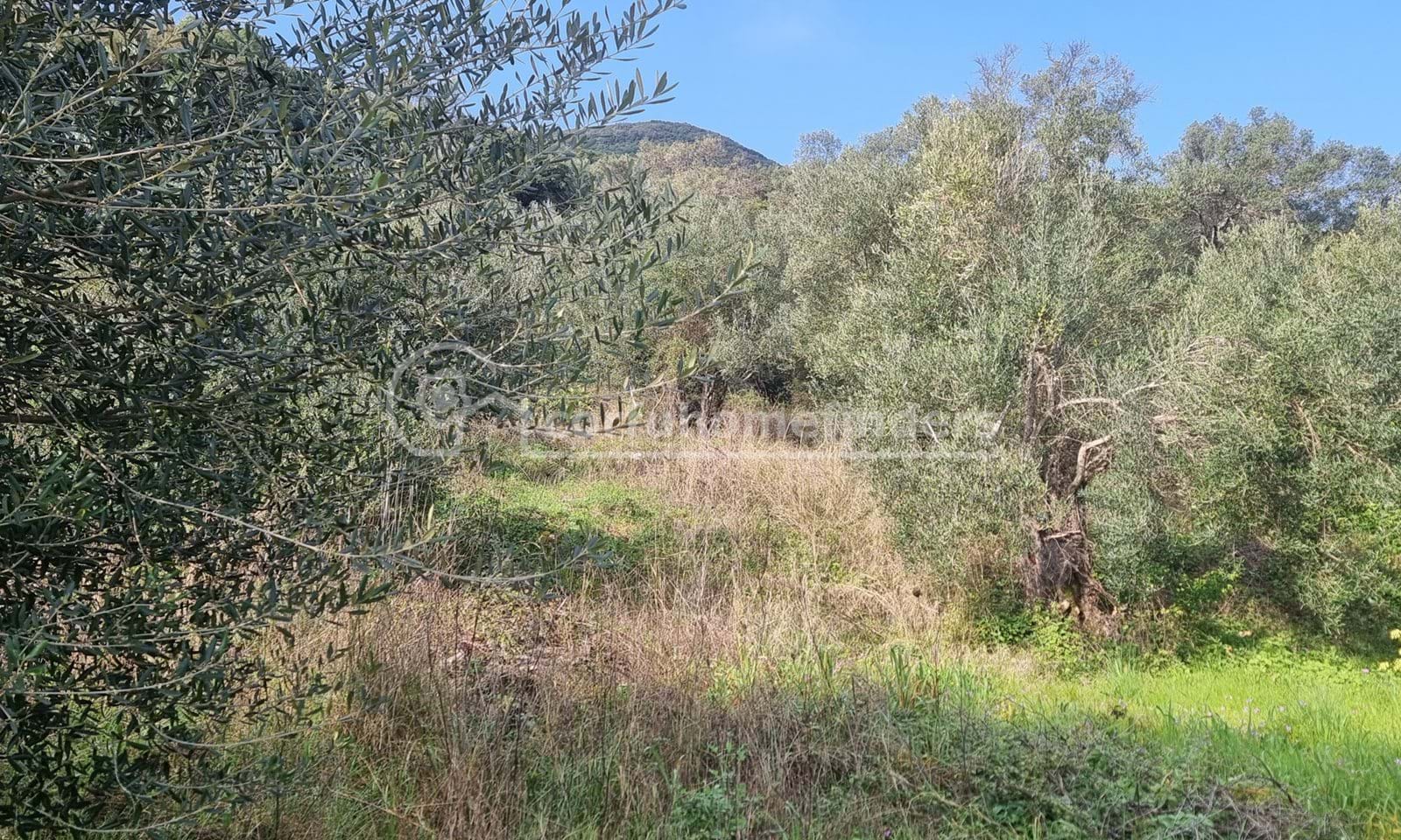 Listing photograph 13 of 15 of the house in Agios Mattheos, published by Corfu Home Finders.