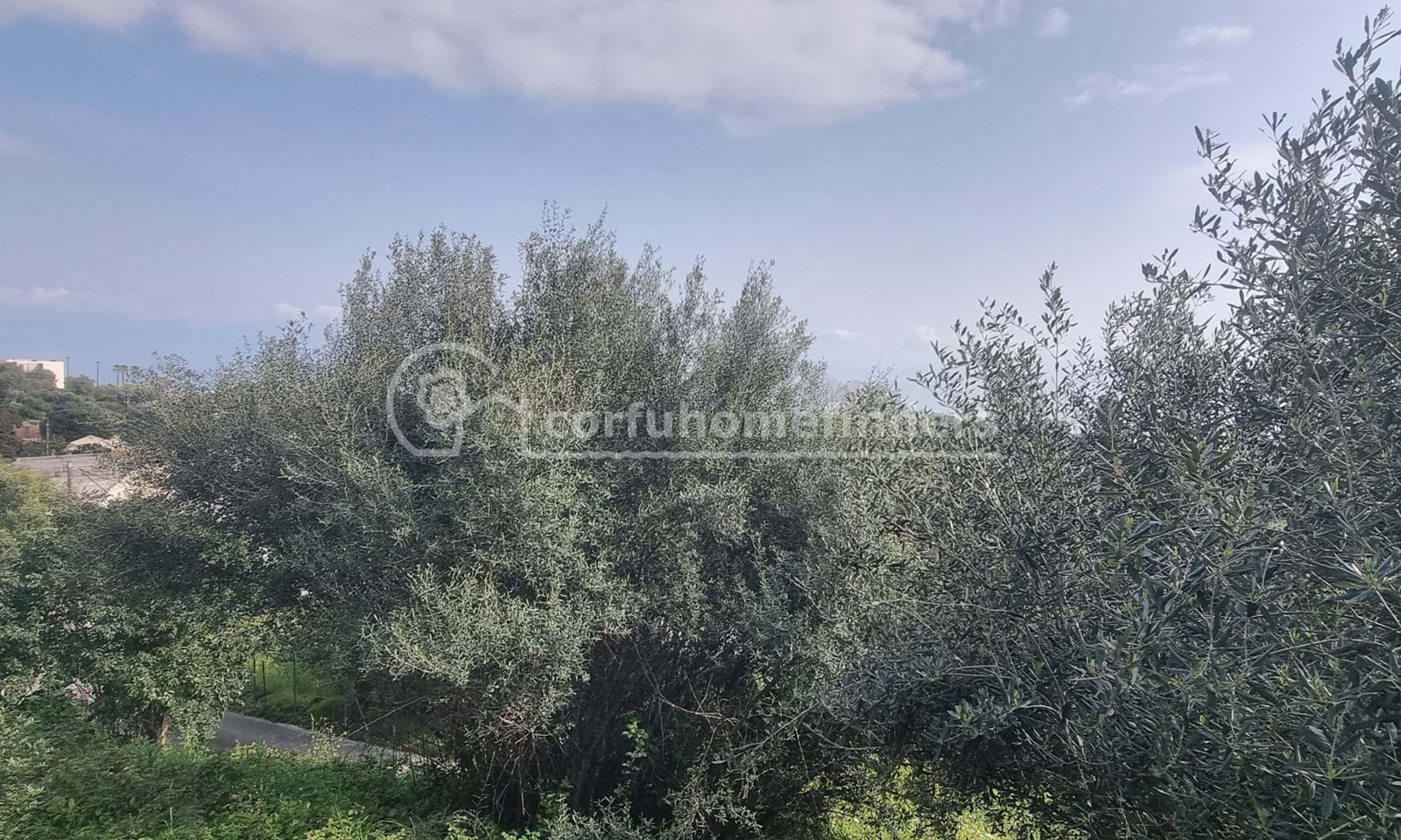 Listing photograph 3 of 8 of the house in Moraitika, published by Corfu Home Finders.