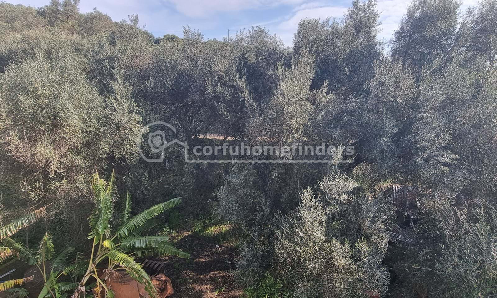 Listing photograph 13 of 23 of the house in Agios Mattheos, published by Corfu Home Finders.