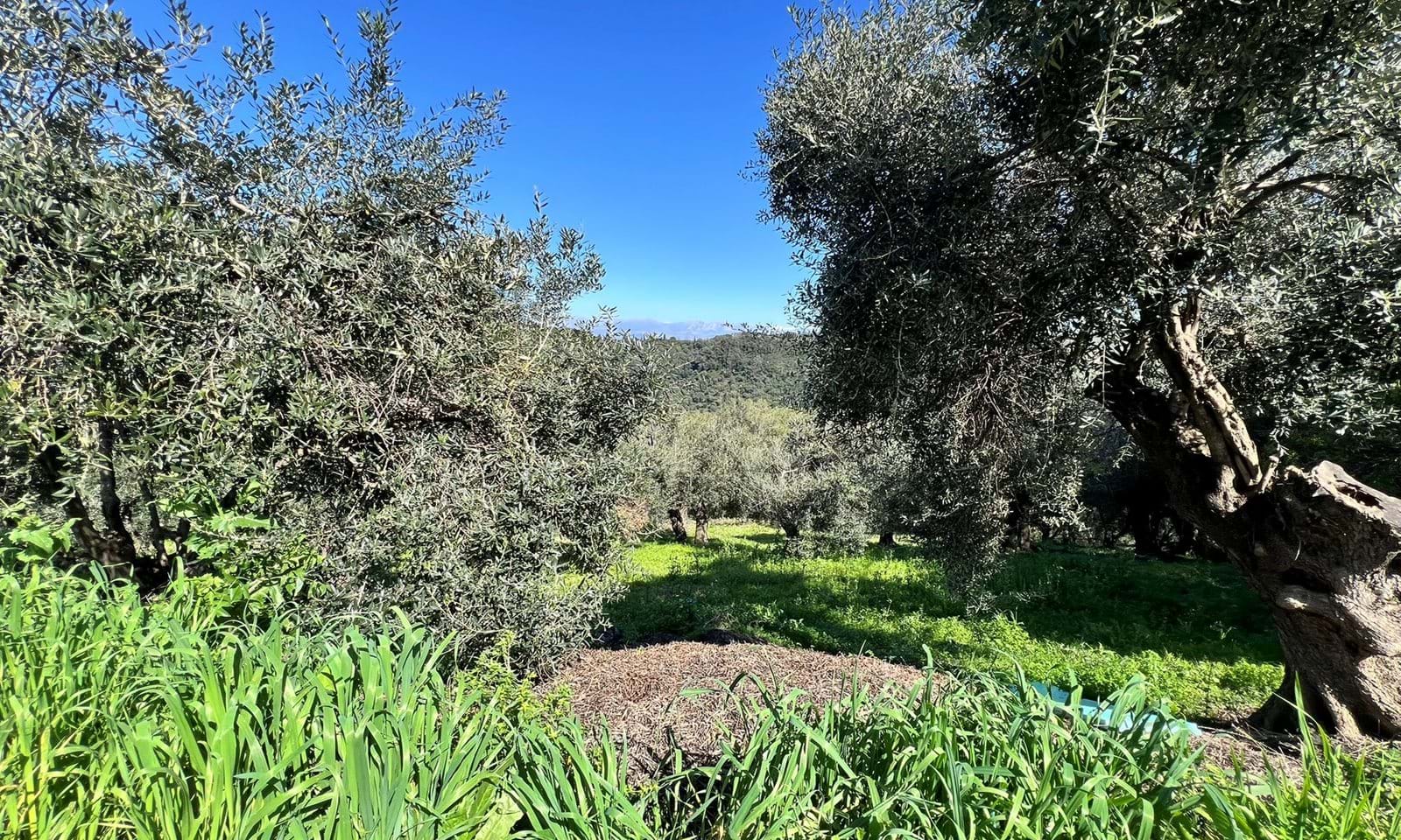 Listing photograph 3 of 4 of the land in Agios Martinos, published by Corfu Home Finders.