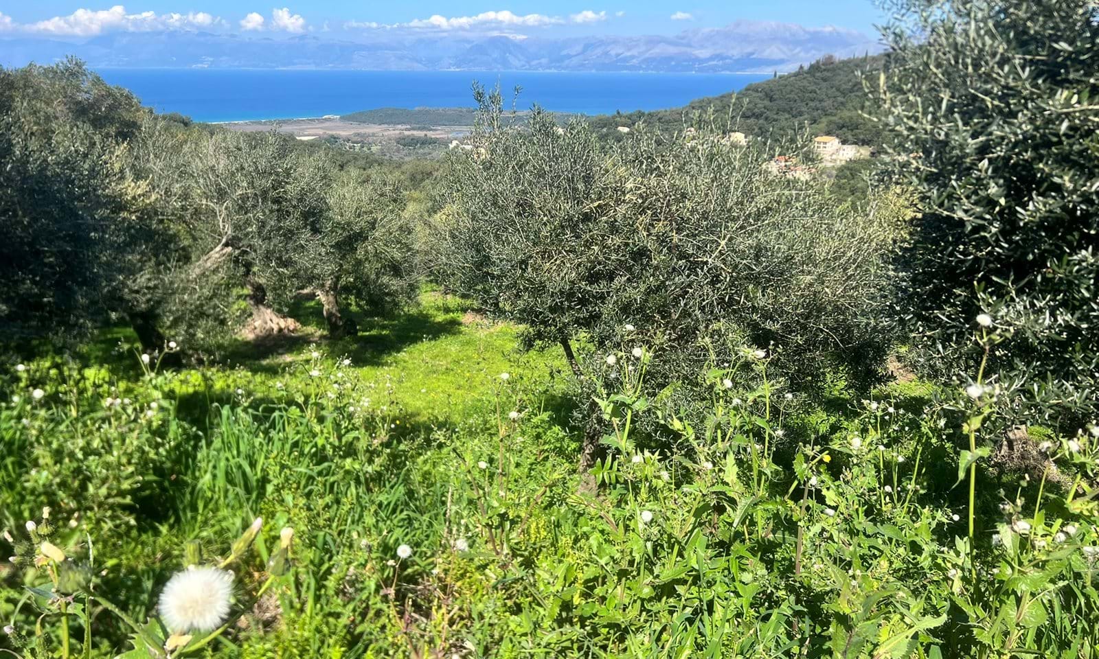 Listing photograph 2 of 4 of the land in Agios Martinos, published by Corfu Home Finders.