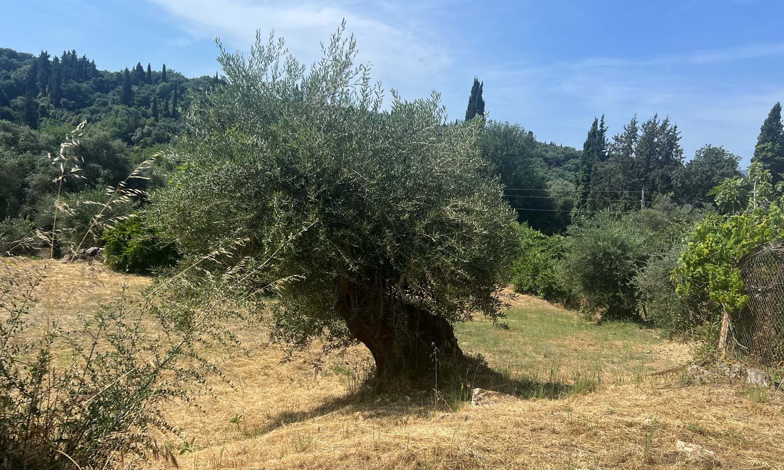Listing photograph 3 of 6 of the land in Platonas, published by Corfu Home Finders.