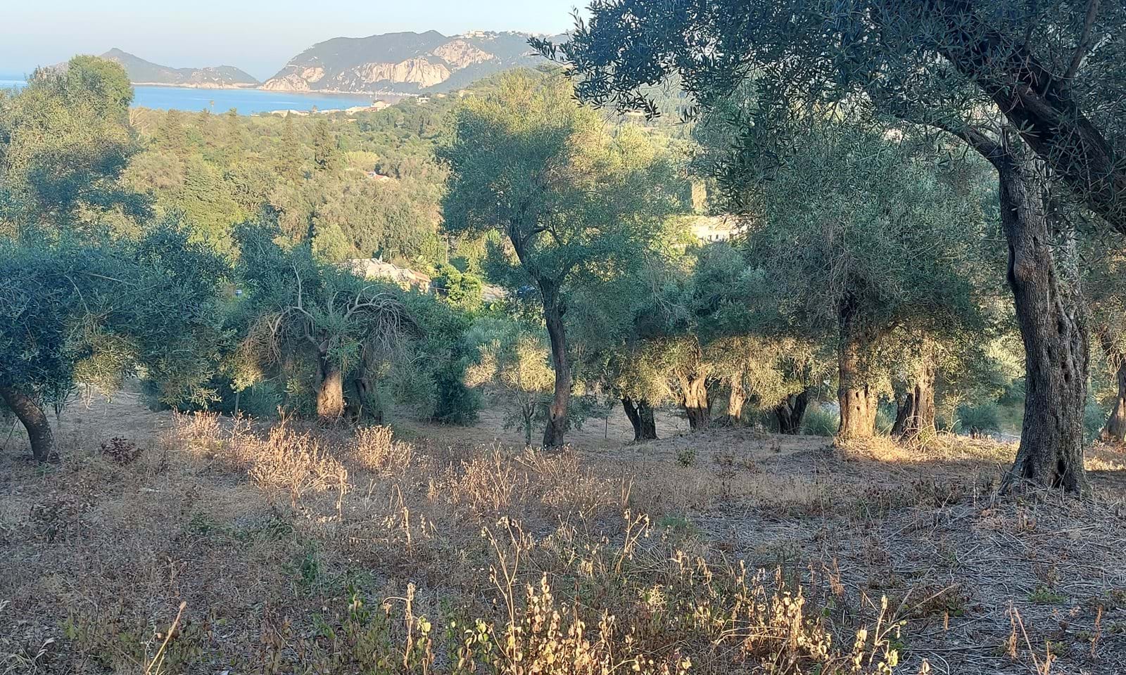 Listing photograph 6 of 7 of the land in Agios Georgios, Northern Corfu, published by Corfu Home Finders.