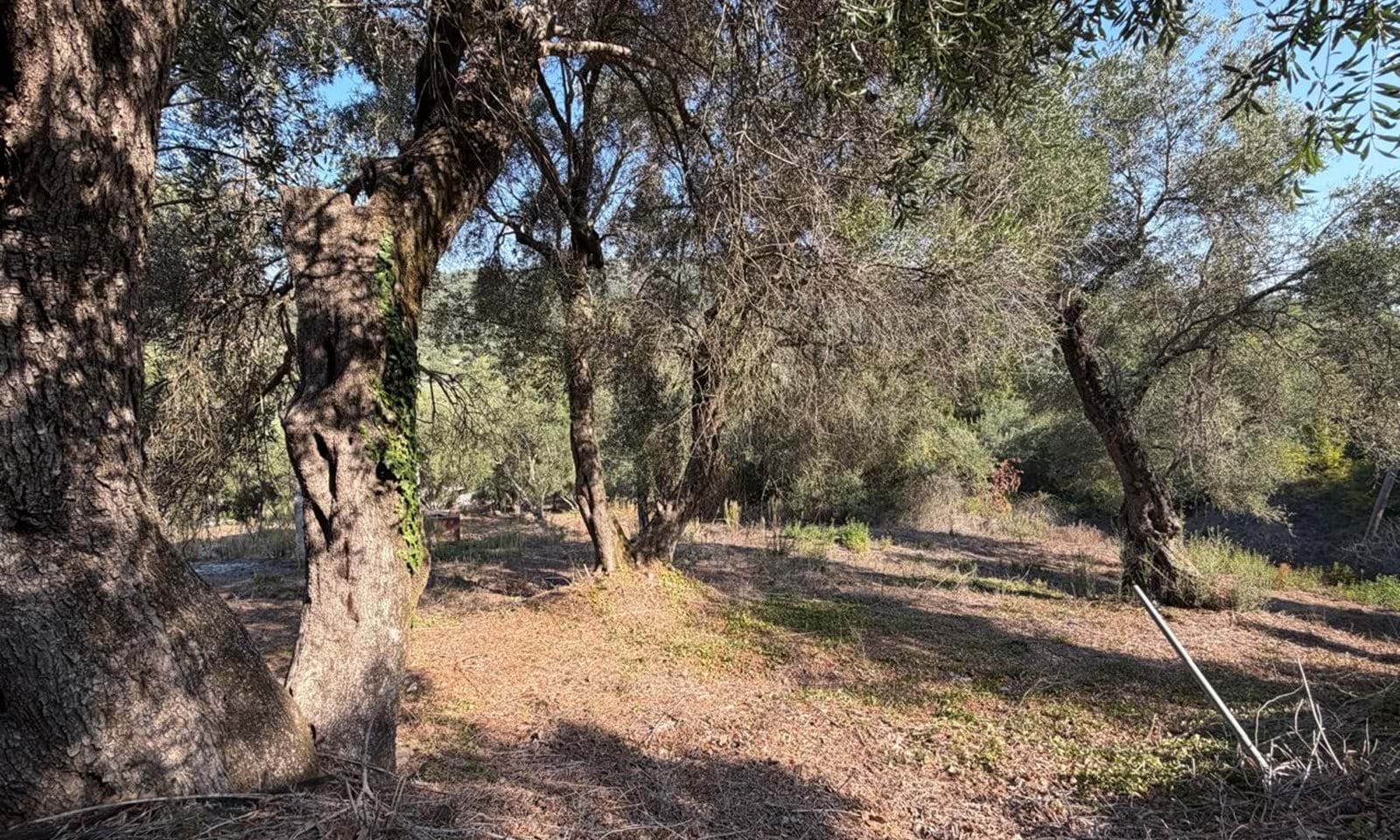 Listing photograph 3 of 7 of the land in Agios Georgios, Northern Corfu, published by Corfu Home Finders.