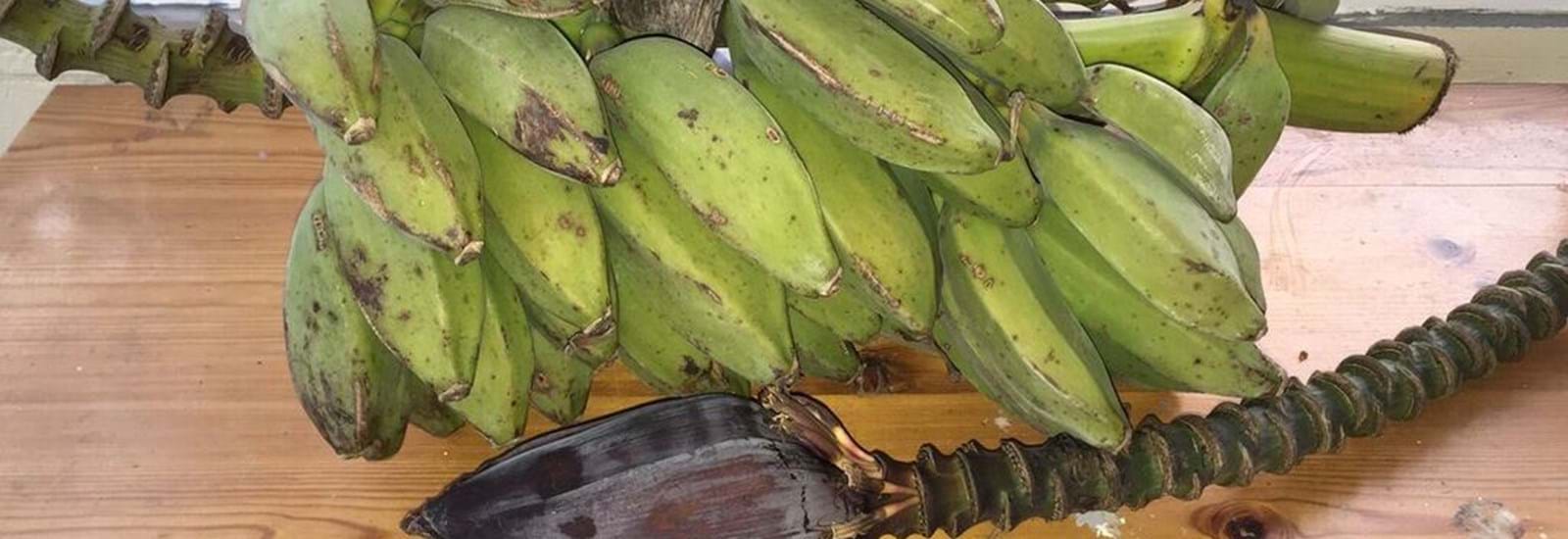 Banner for The fruits of being an estate agent - literally