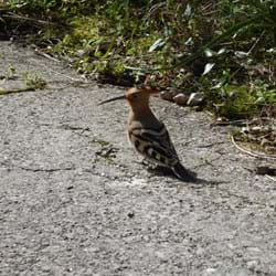 Hoopoe